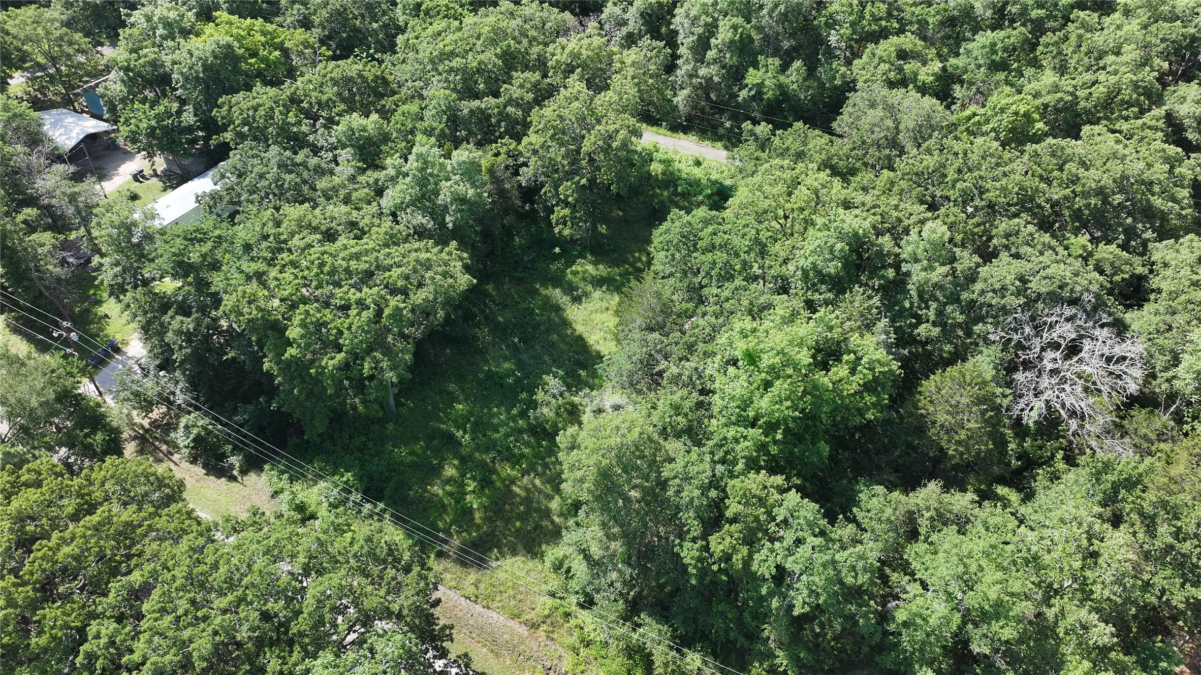 Aerial view of a forest