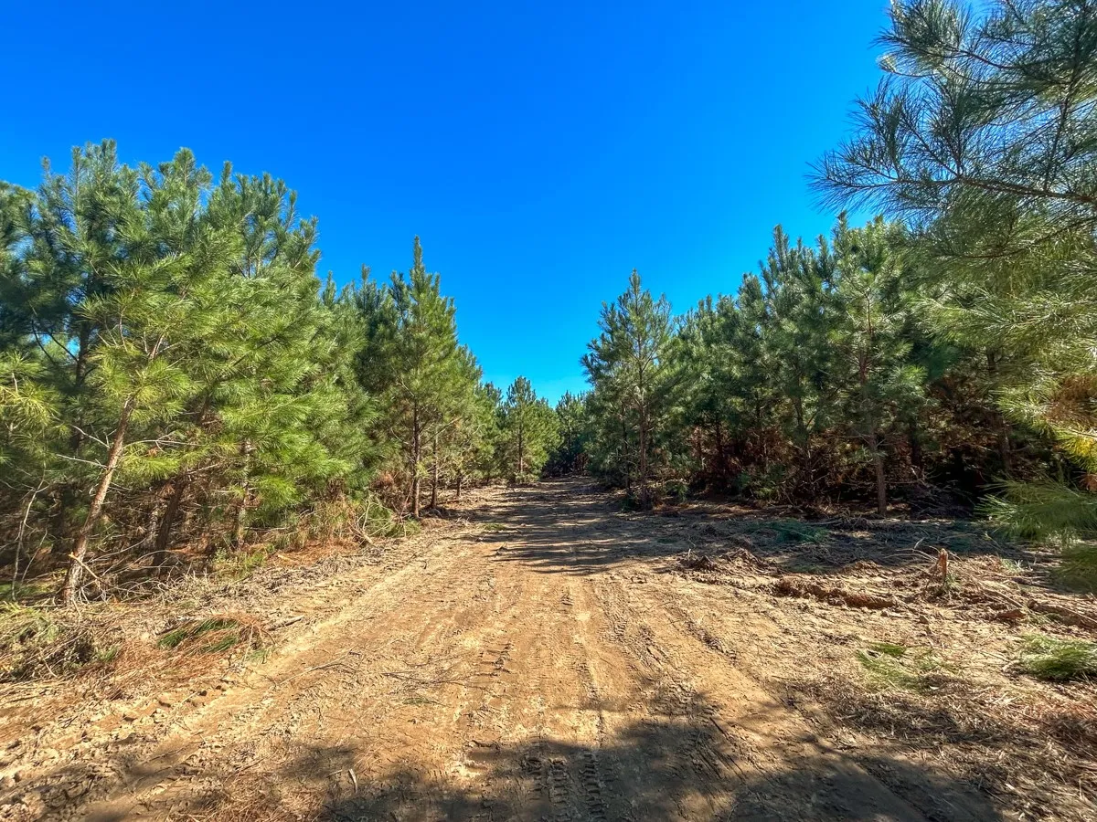 View of dirt / gravel road