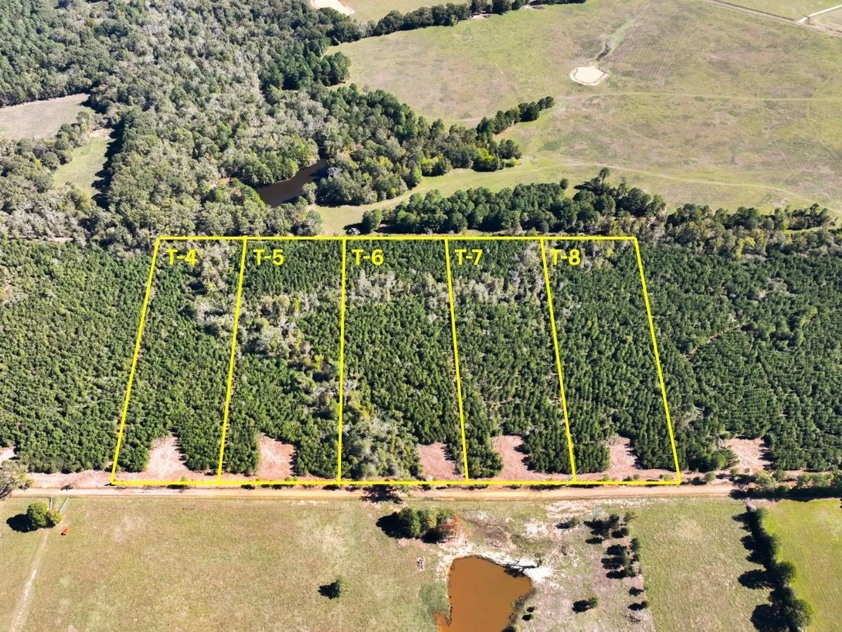 Bird's eye view of a forest