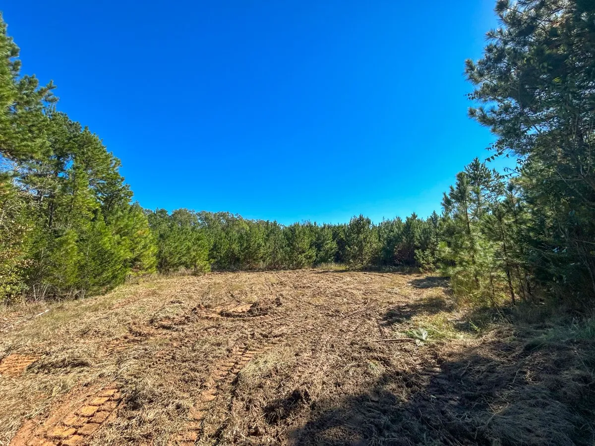 View of woods