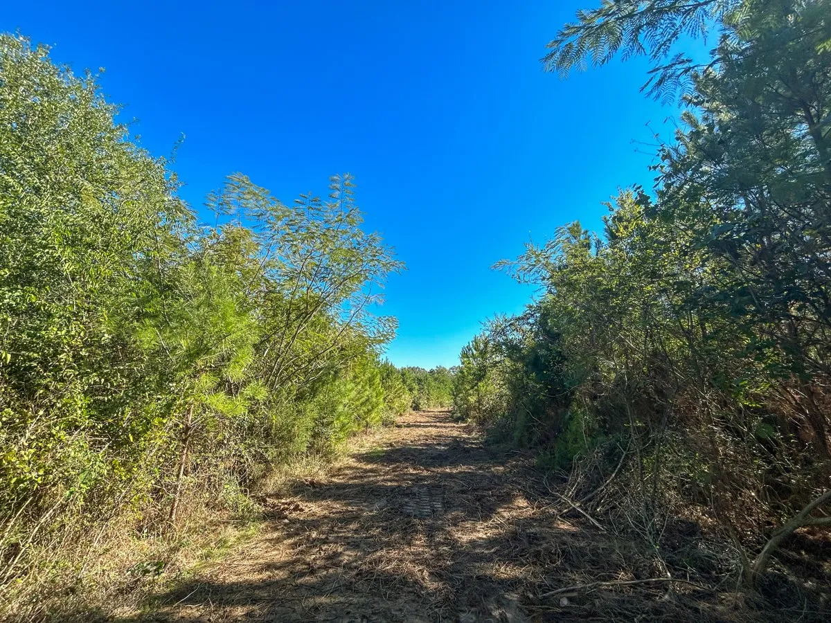 View of wooded area