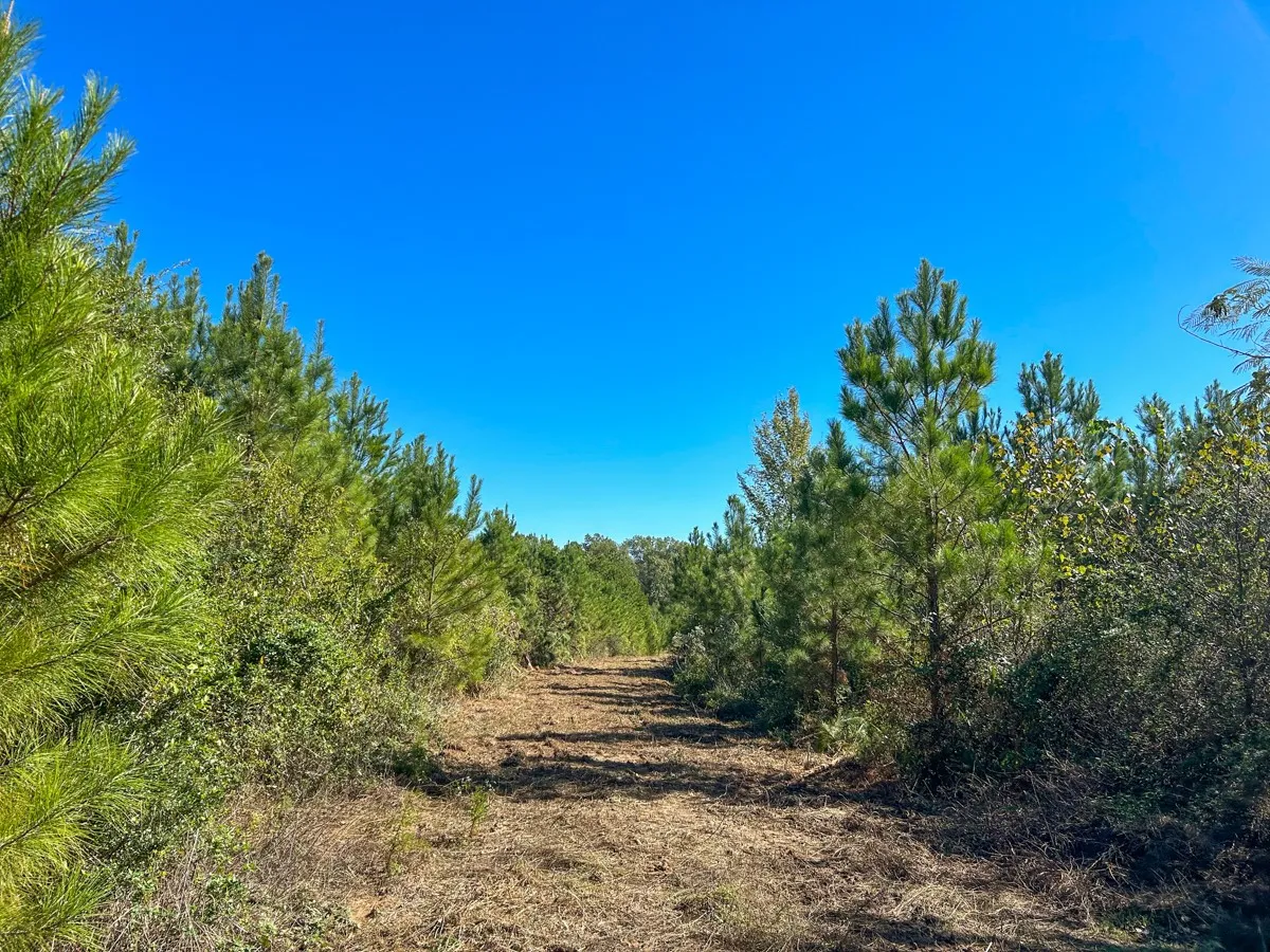 View of wooded area