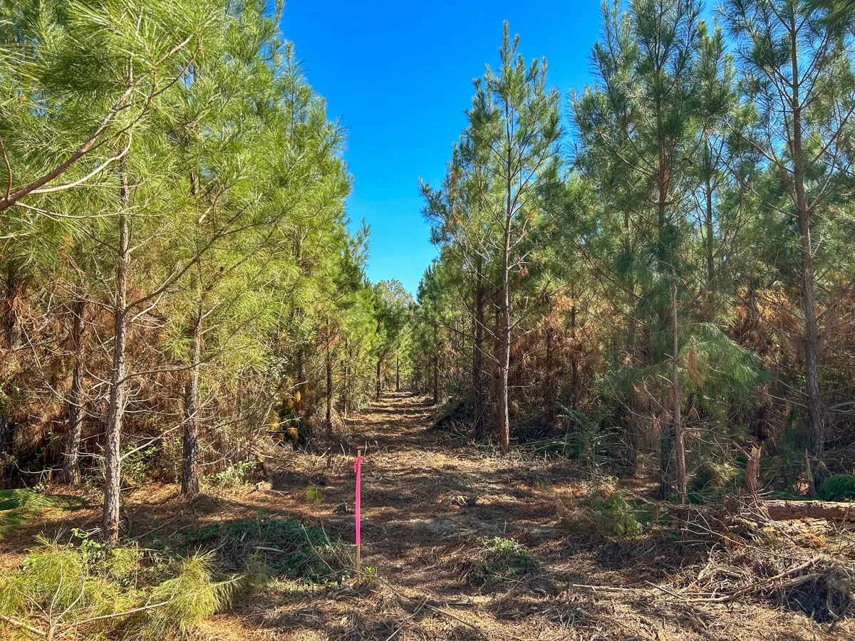 View of tree filled area