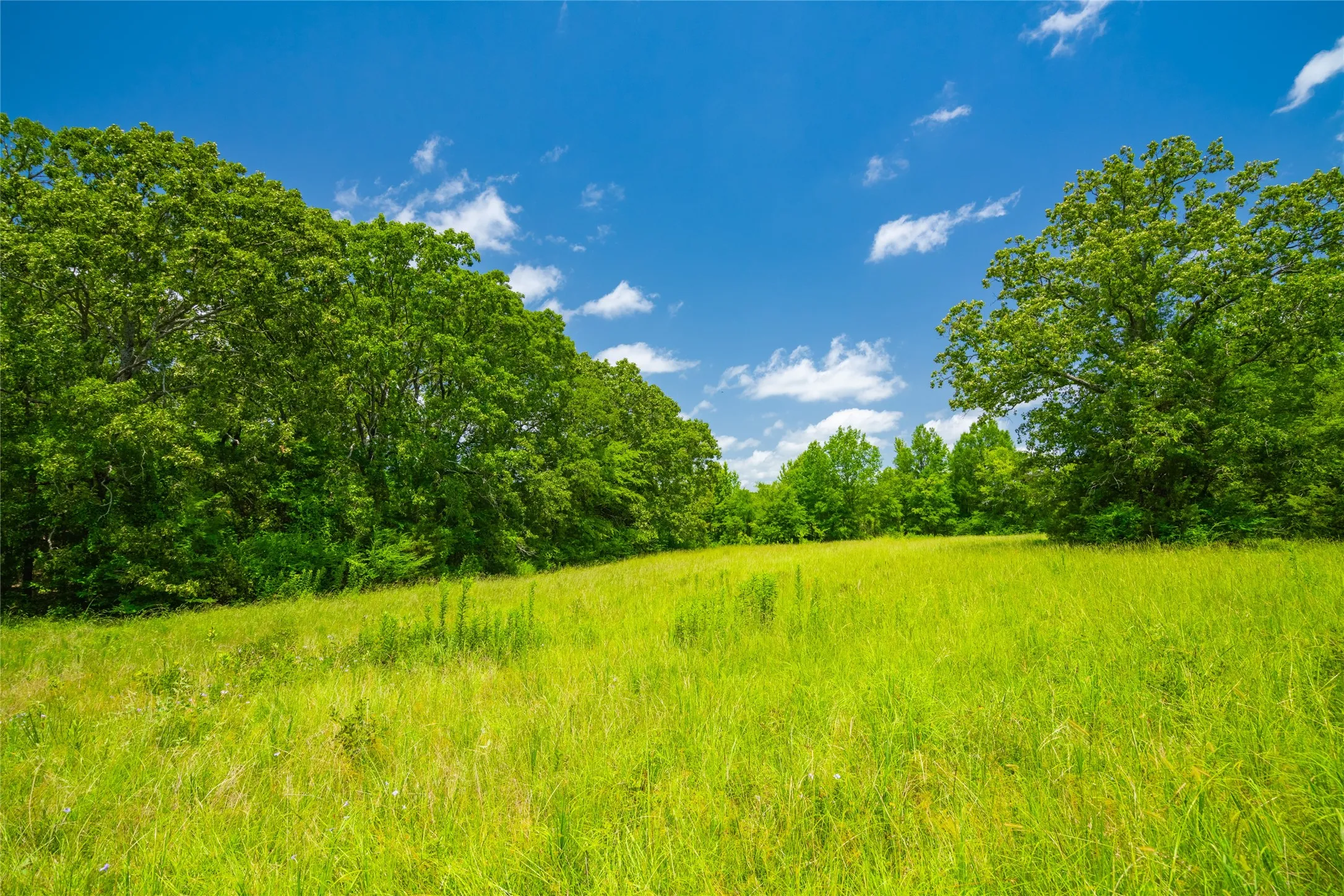 Ranch For Sale in Morris County , 0 County Road 3311, Omaha, Texas 75571, 0, 0, Garage spaces, 0 Sqft, built in 0, Price $495,000, mls#21046364, Real Estate Agent in Omaha, Homes For Sale in Morris county, Homes For Sale in Omaha, Realtor in Omaha Texas, Real Estate Brokerage Independent Realty Texas, Luminita Cordes Realtor