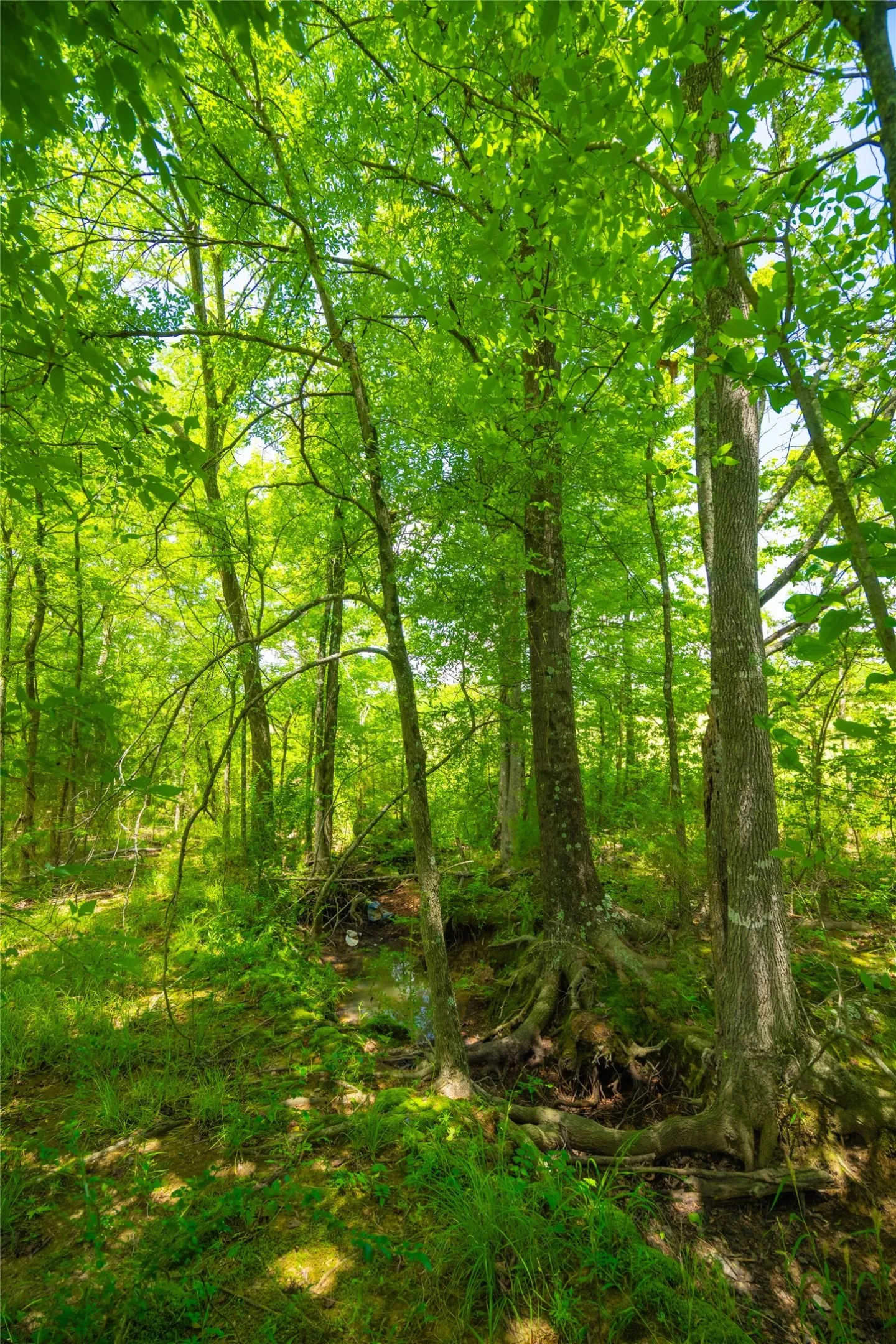 Ranch For Sale in Morris County , 0 County Road 3311, Omaha, Texas 75571, 0, 0, Garage spaces, 0 Sqft, built in 0, Price $495,000, mls#21046364, Real Estate Agent in Omaha, Homes For Sale in Morris county, Homes For Sale in Omaha, Realtor in Omaha Texas, Real Estate Brokerage Independent Realty Texas, Luminita Cordes Realtor