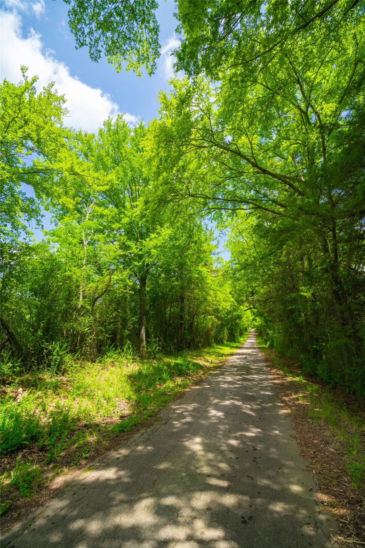 Ranch For Sale in Morris County , 0 County Road 3311, Omaha, Texas 75571, 0, 0, Garage spaces, 0 Sqft, built in 0, Price $495,000, mls#21046364, Real Estate Agent in Omaha, Homes For Sale in Morris county, Homes For Sale in Omaha, Realtor in Omaha Texas, Real Estate Brokerage Independent Realty Texas, Luminita Cordes Realtor