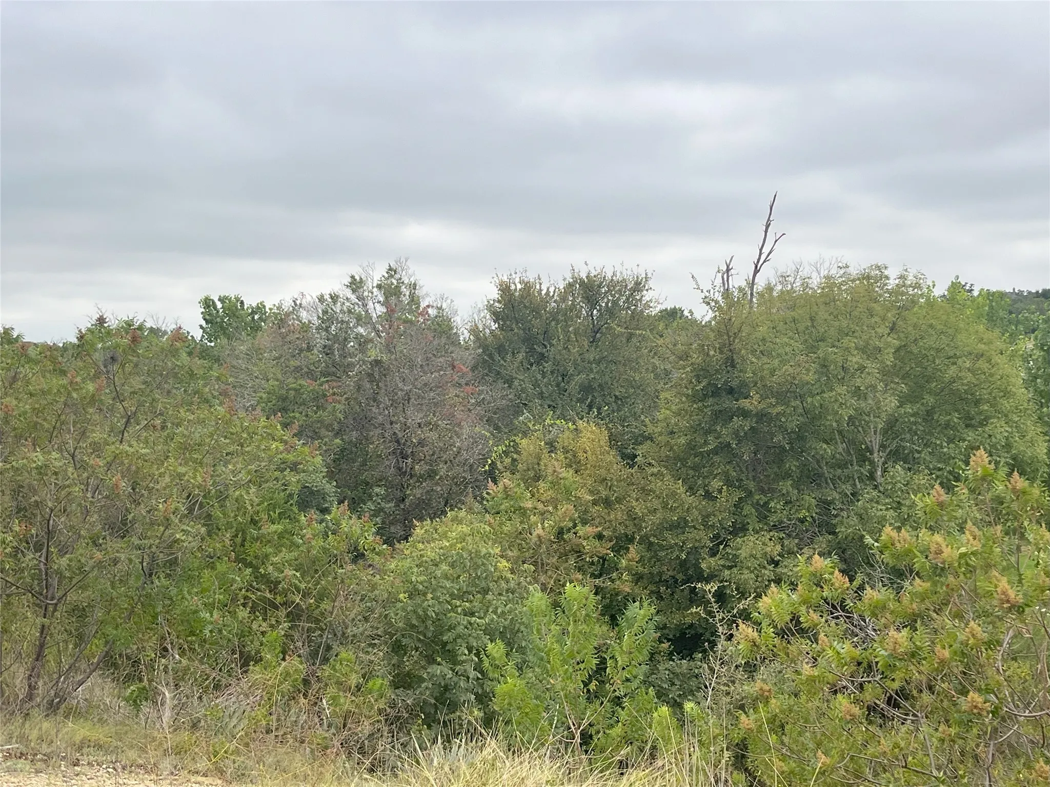 View of wooded area