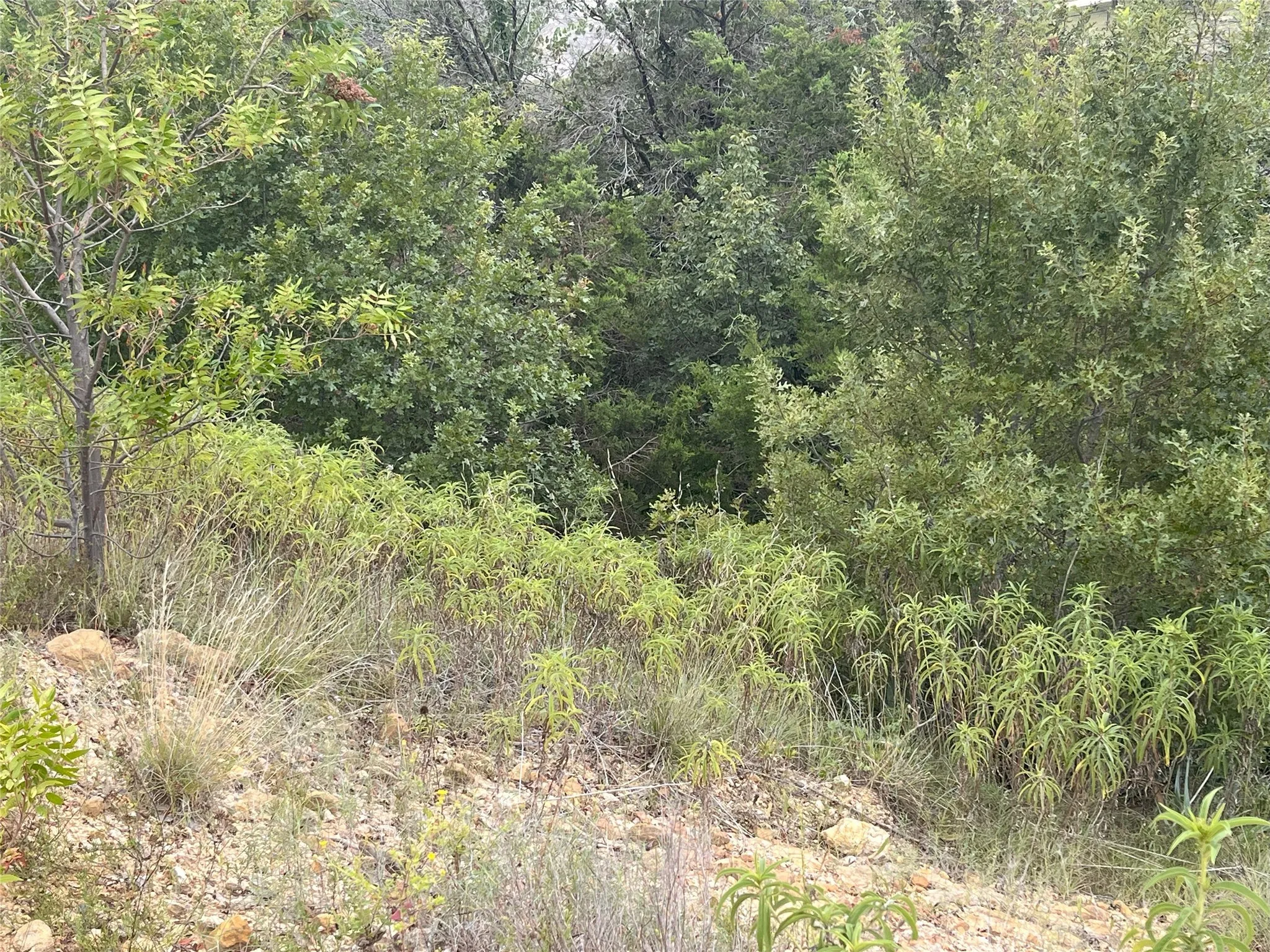 View of local wilderness