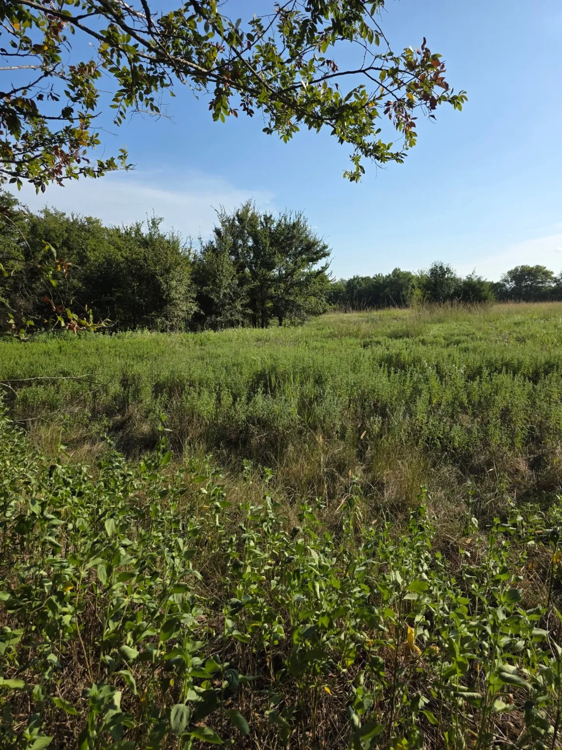 Unimproved Land For Sale in Limestone County , 0000 N Grayson Street, Groesbeck, Texas 76642, 0, 0, Garage spaces, 0 Sqft, built in 0, mls#21047348, Real Estate Agent in Groesbeck, Homes For Sale in Limestone county, Homes For Sale in Groesbeck, Realtor in Groesbeck Texas, Real Estate Brokerage Independent Realty Texas, Luminita Cordes Realtor