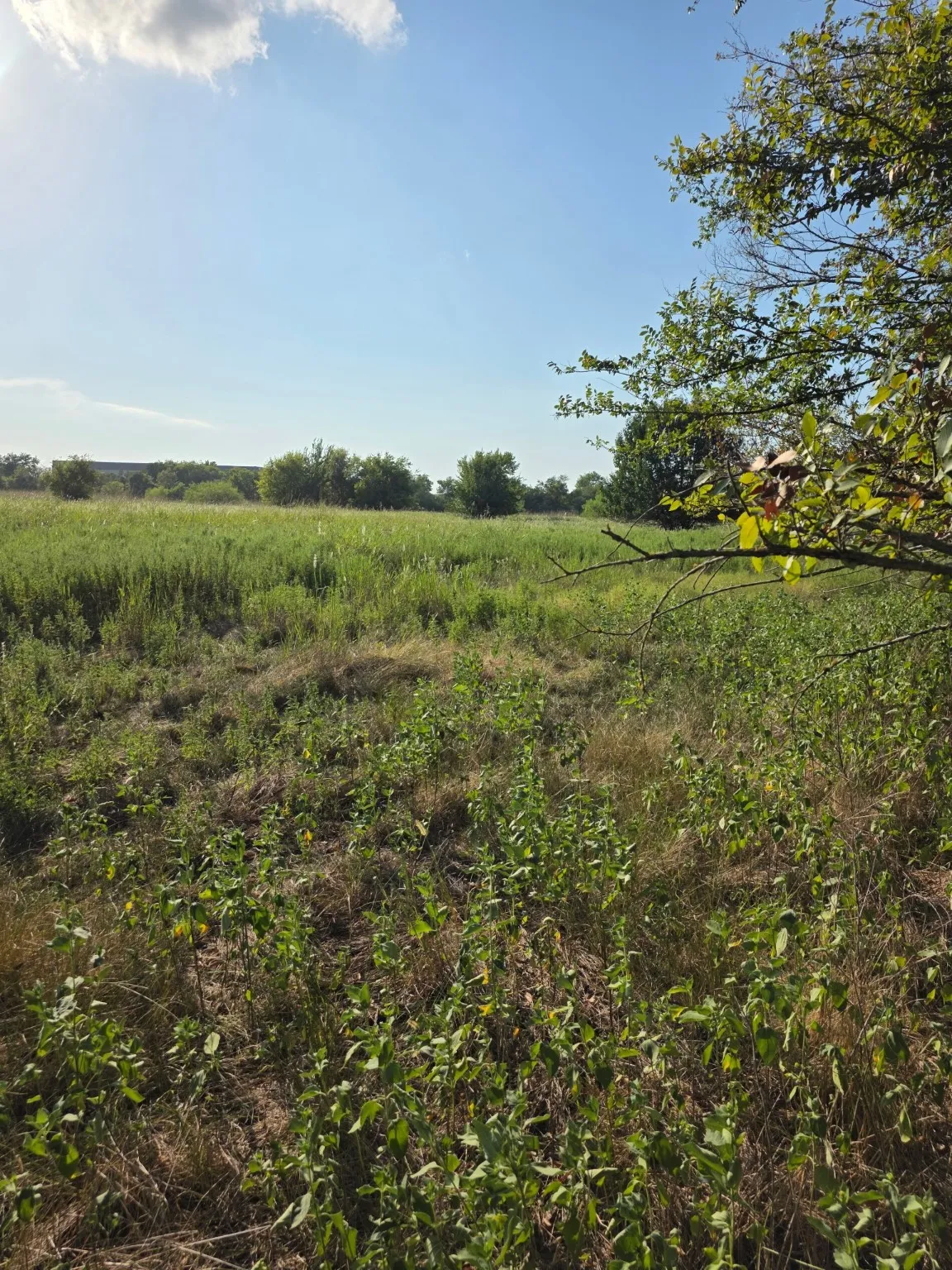 Unimproved Land For Sale in Limestone County , 0000 N Grayson Street, Groesbeck, Texas 76642, 0, 0, Garage spaces, 0 Sqft, built in 0, mls#21047348, Real Estate Agent in Groesbeck, Homes For Sale in Limestone county, Homes For Sale in Groesbeck, Realtor in Groesbeck Texas, Real Estate Brokerage Independent Realty Texas, Luminita Cordes Realtor