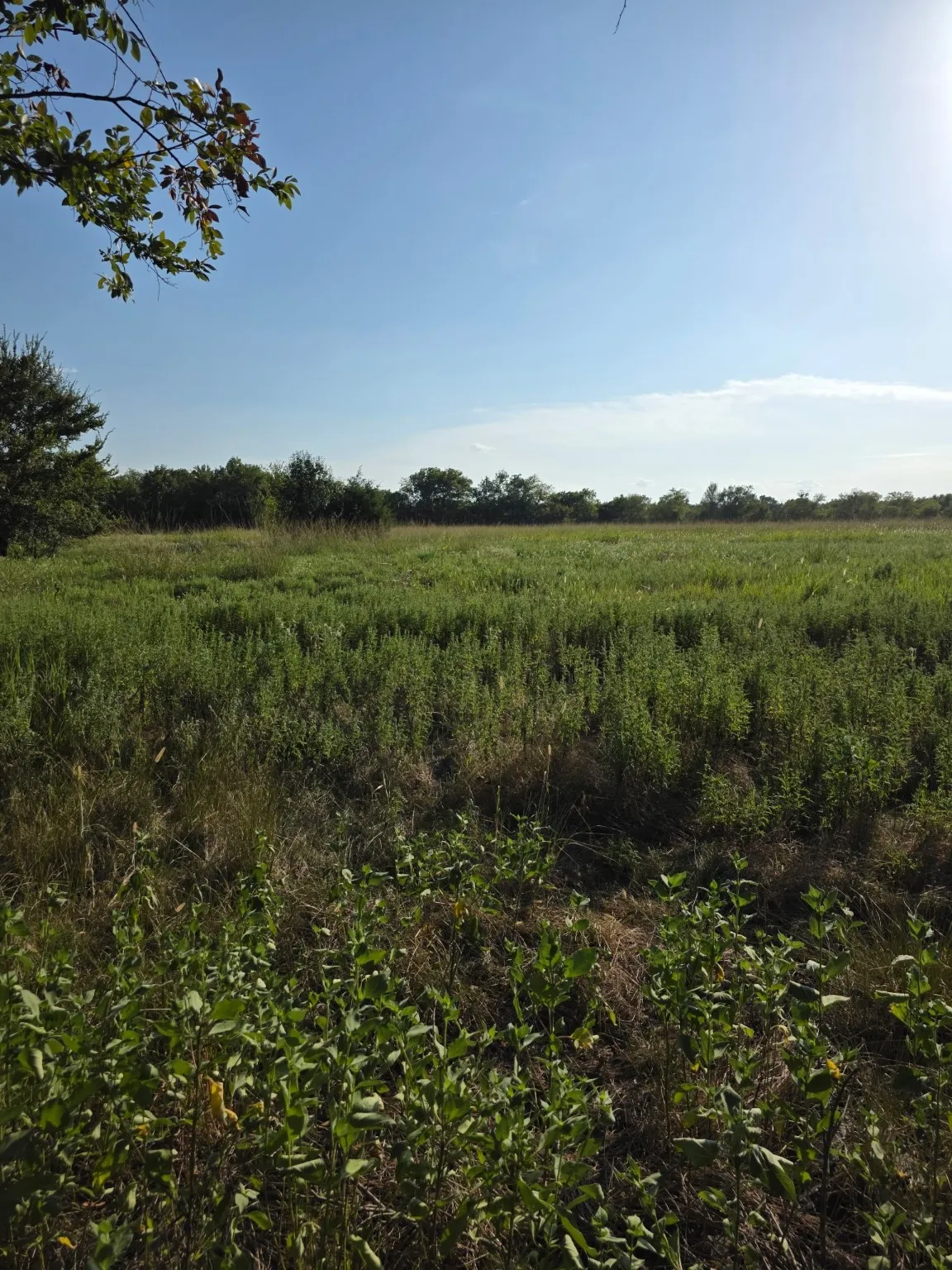 Unimproved Land For Sale in Limestone County , 0000 N Grayson Street, Groesbeck, Texas 76642, 0, 0, Garage spaces, 0 Sqft, built in 0, mls#21047348, Real Estate Agent in Groesbeck, Homes For Sale in Limestone county, Homes For Sale in Groesbeck, Realtor in Groesbeck Texas, Real Estate Brokerage Independent Realty Texas, Luminita Cordes Realtor