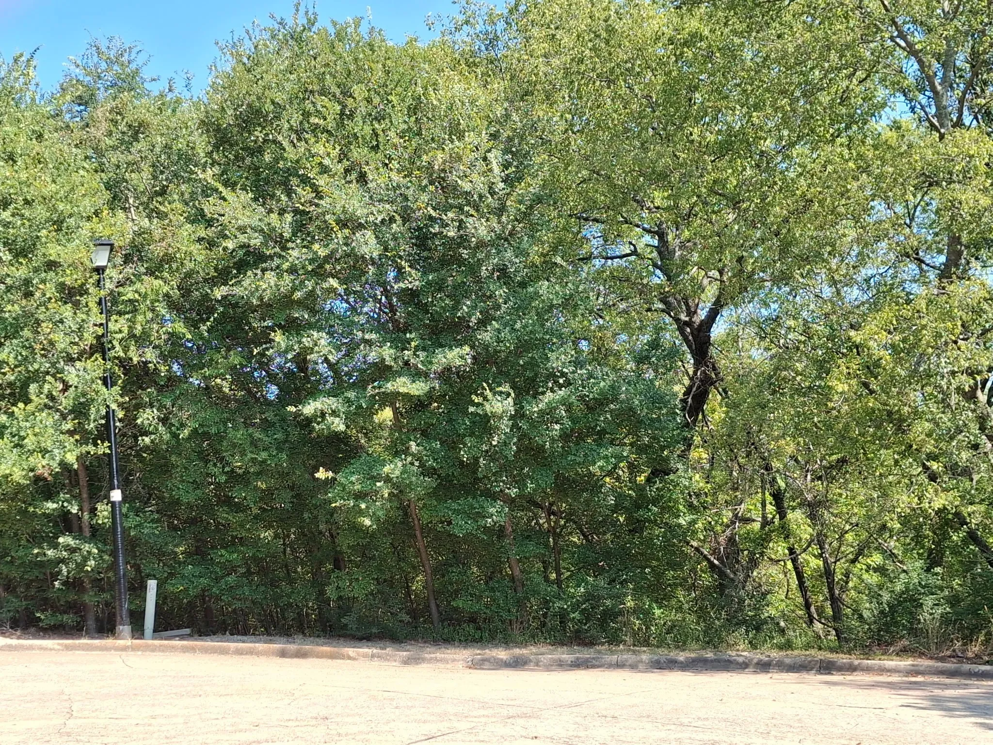 View of yard featuring a forest view