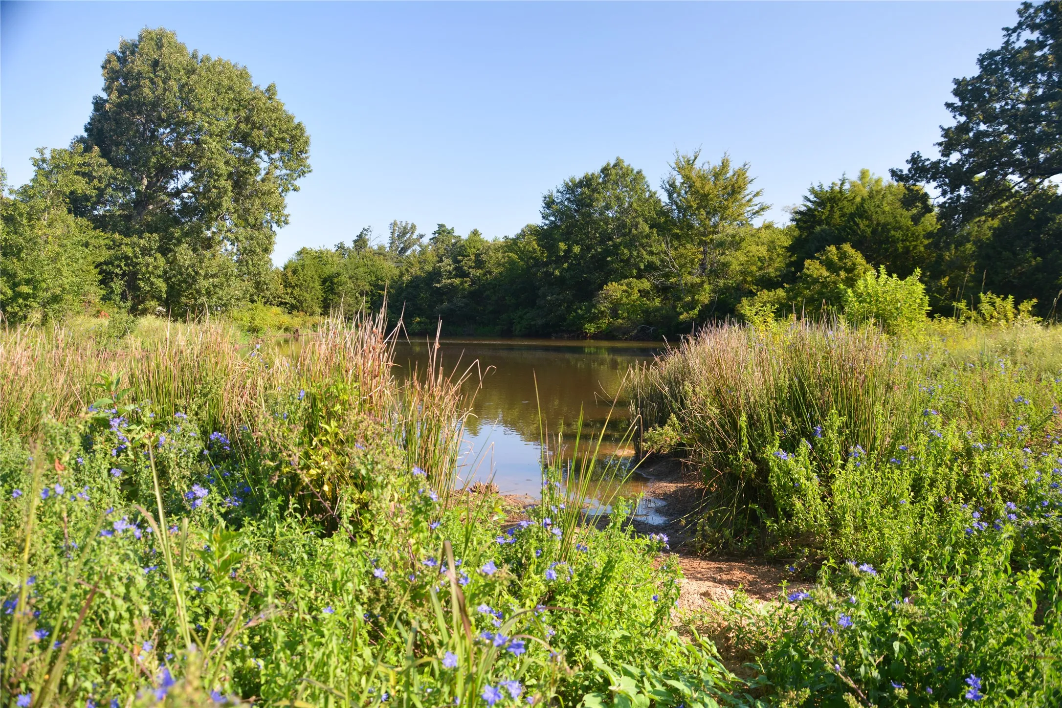 Ranch For Sale in Van Zandt County , TBD VZ County Road 1820, Grand Saline, Texas 75140, 0, 0, Garage spaces, 0 Sqft, built in 0, mls#21051117, Real Estate Agent in Grand Saline, Homes For Sale in Van Zandt county, Homes For Sale in Grand Saline, Realtor in Grand Saline Texas, Real Estate Brokerage Independent Realty Texas, Luminita Cordes Realtor