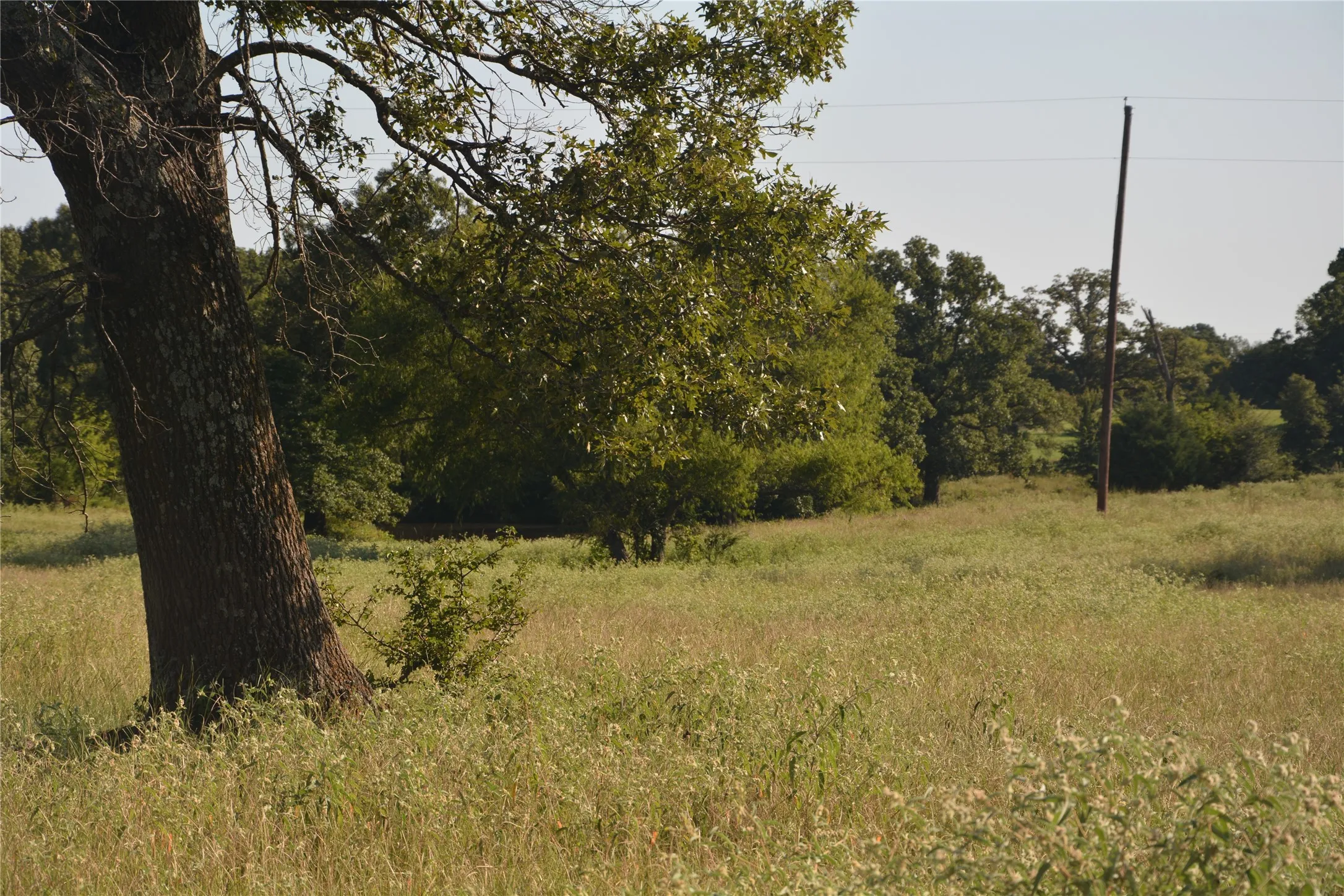 Ranch For Sale in Van Zandt County , TBD VZ County Road 1820, Grand Saline, Texas 75140, 0, 0, Garage spaces, 0 Sqft, built in 0, mls#21051117, Real Estate Agent in Grand Saline, Homes For Sale in Van Zandt county, Homes For Sale in Grand Saline, Realtor in Grand Saline Texas, Real Estate Brokerage Independent Realty Texas, Luminita Cordes Realtor