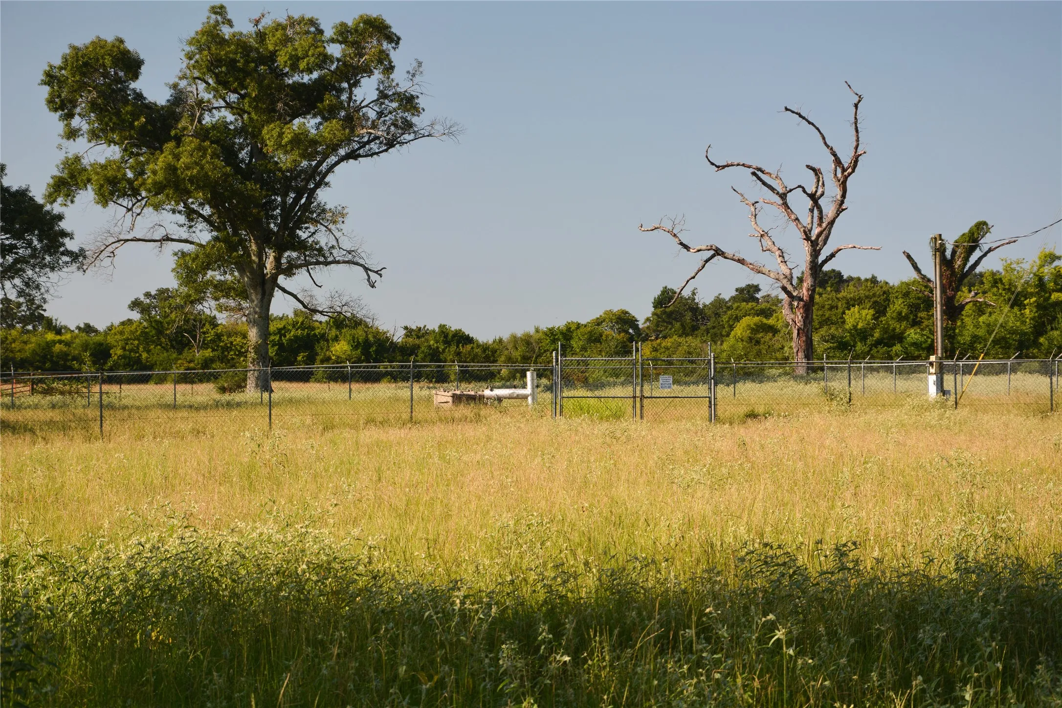 View of yard with a forest view and a view of rural / pastoral area