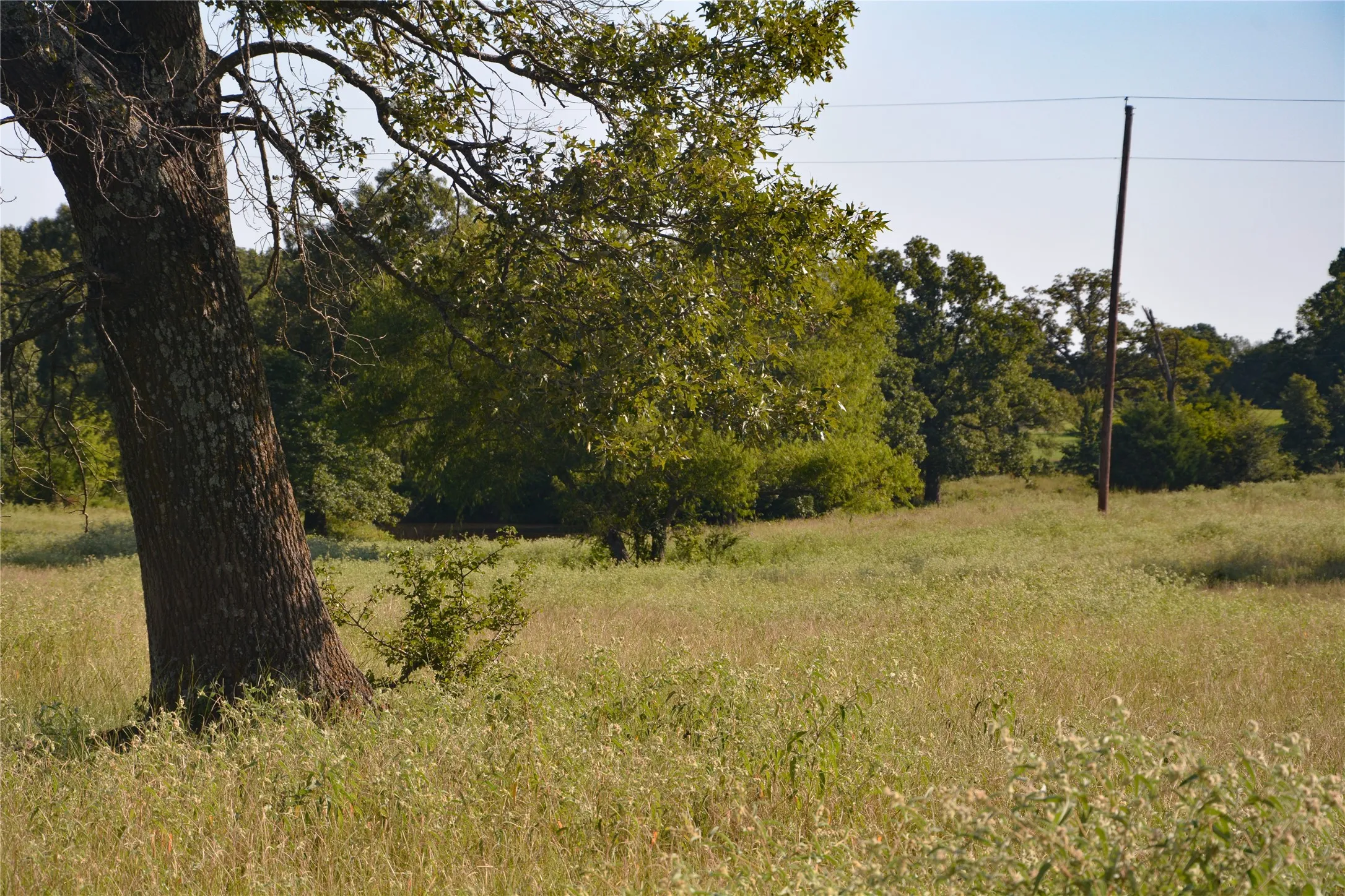 View of nature