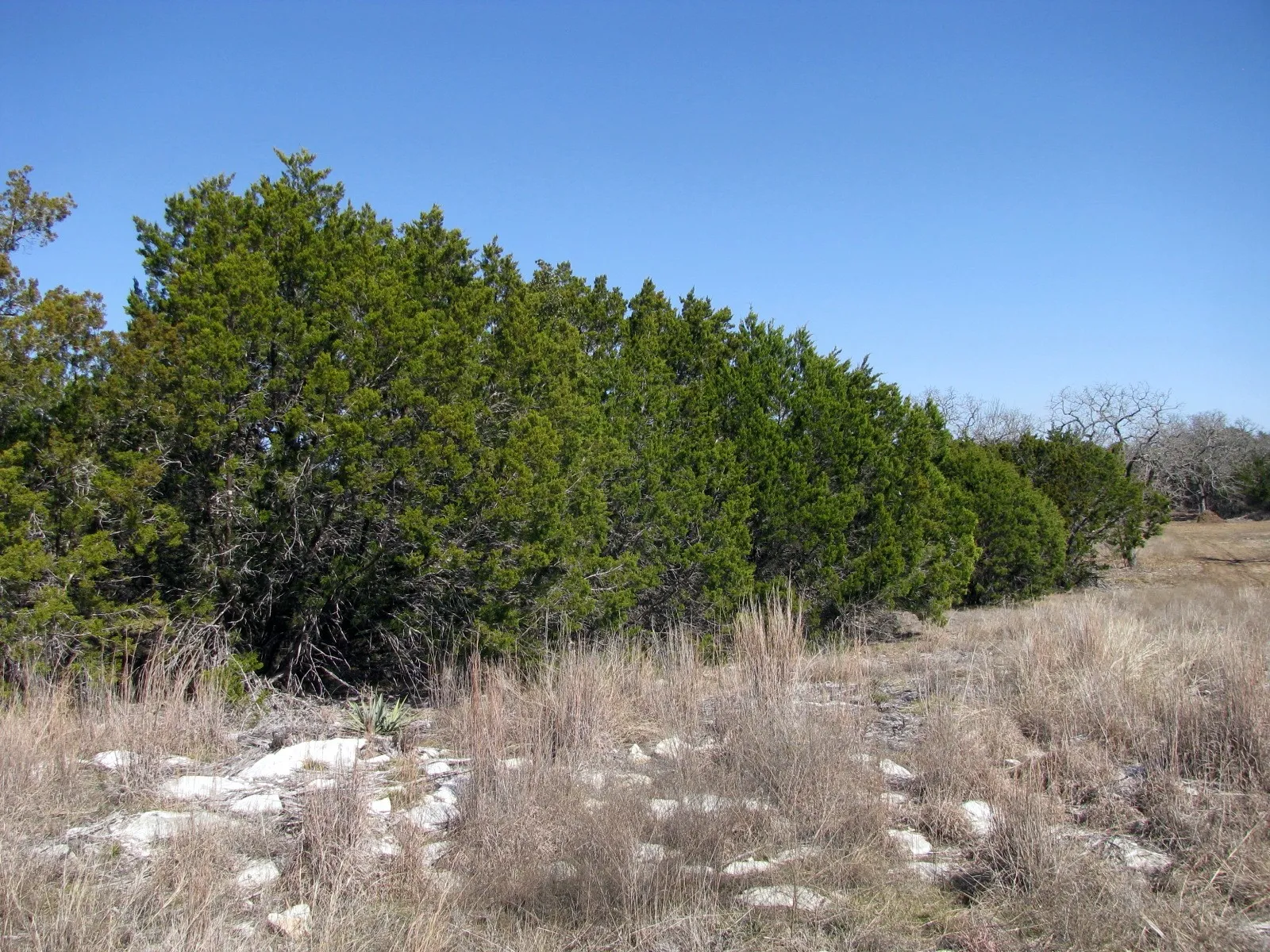 Unimproved Land For Sale in Hamilton County , Lot 39 Ph 6 Private Road 42103, Evant, Texas 76525, 0, 0, Garage spaces, 0 Sqft, built in 0, mls#21052062, Real Estate Agent in Evant, Homes For Sale in Hamilton county, Homes For Sale in Evant, Realtor in Evant Texas, Real Estate Brokerage Independent Realty Texas, Luminita Cordes Realtor