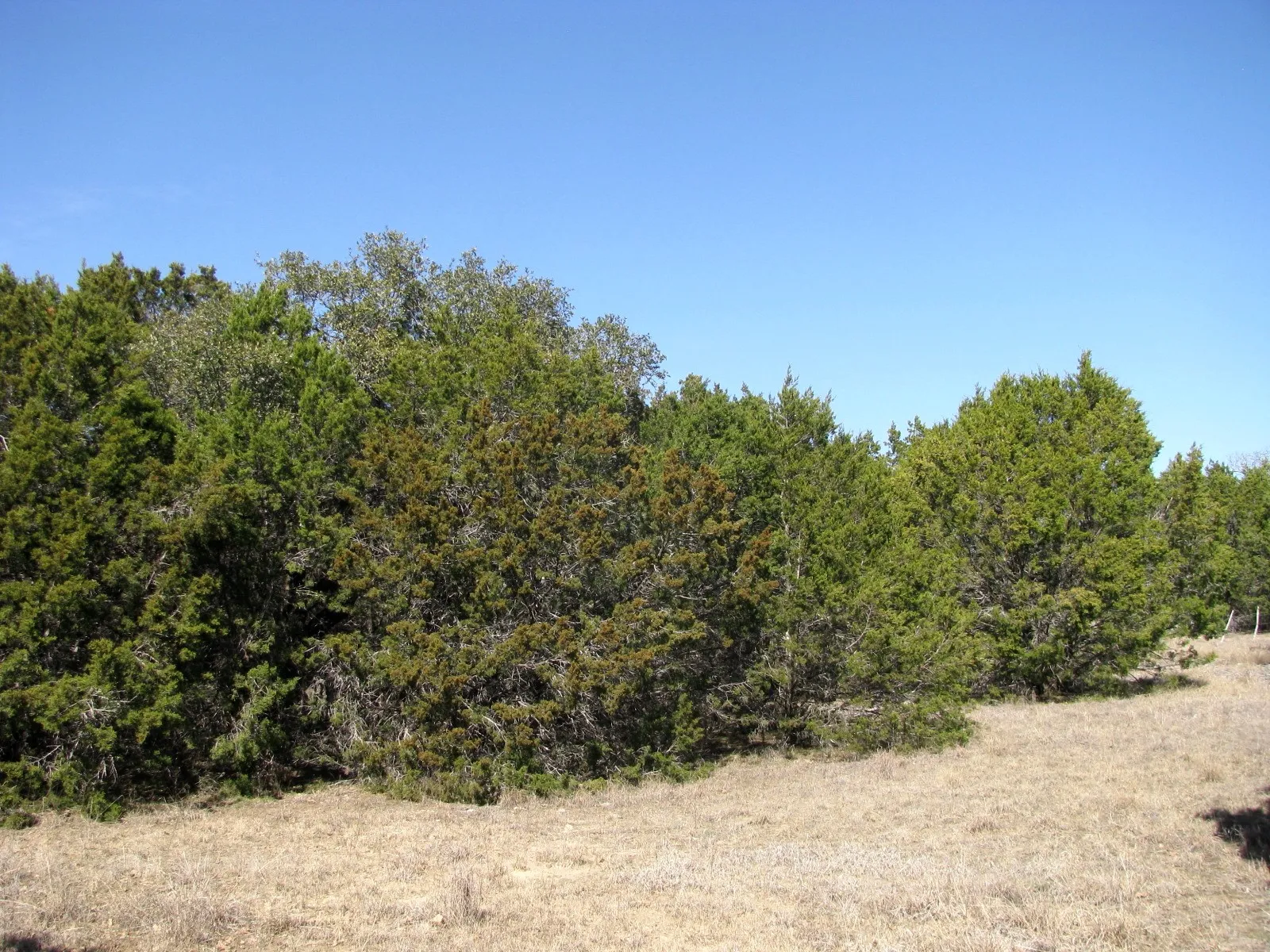 Unimproved Land For Sale in Hamilton County , Lot 39 Ph 6 Private Road 42103, Evant, Texas 76525, 0, 0, Garage spaces, 0 Sqft, built in 0, mls#21052062, Real Estate Agent in Evant, Homes For Sale in Hamilton county, Homes For Sale in Evant, Realtor in Evant Texas, Real Estate Brokerage Independent Realty Texas, Luminita Cordes Realtor