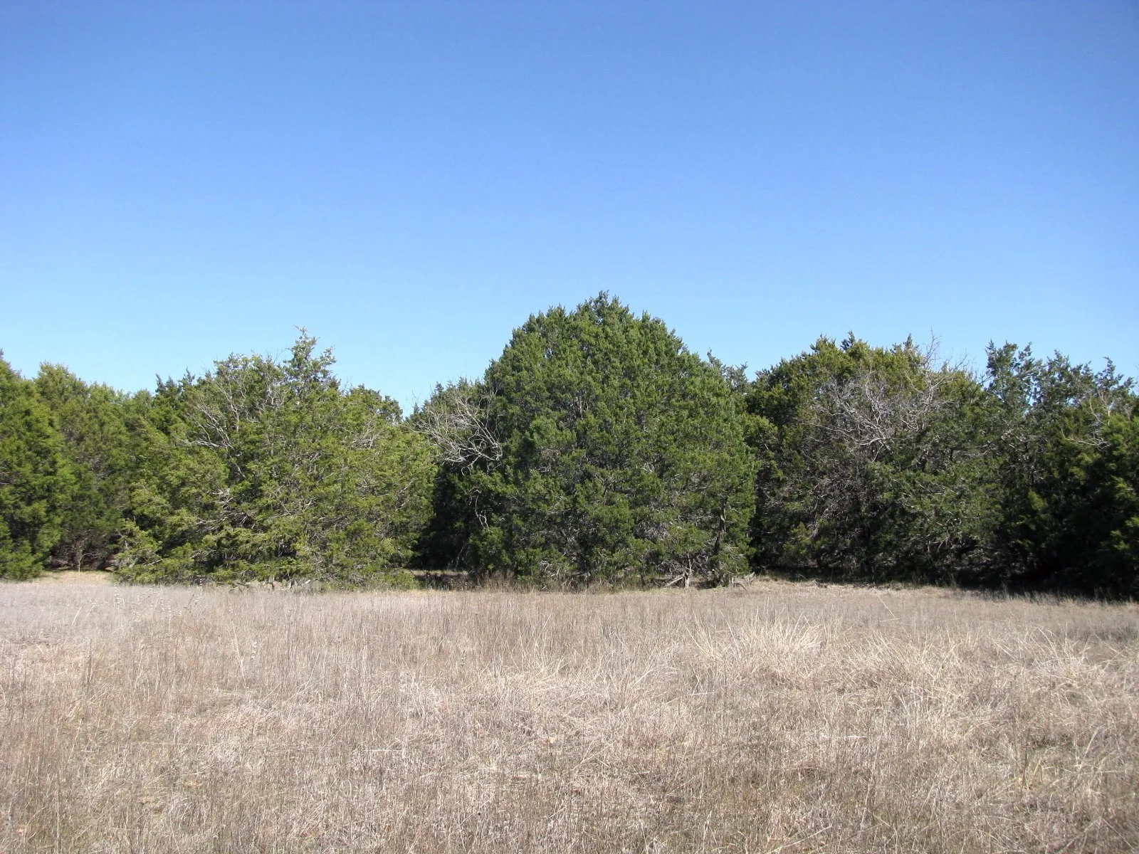 Unimproved Land For Sale in Hamilton County , Lot 39 Ph 6 Private Road 42103, Evant, Texas 76525, 0, 0, Garage spaces, 0 Sqft, built in 0, mls#21052062, Real Estate Agent in Evant, Homes For Sale in Hamilton county, Homes For Sale in Evant, Realtor in Evant Texas, Real Estate Brokerage Independent Realty Texas, Luminita Cordes Realtor