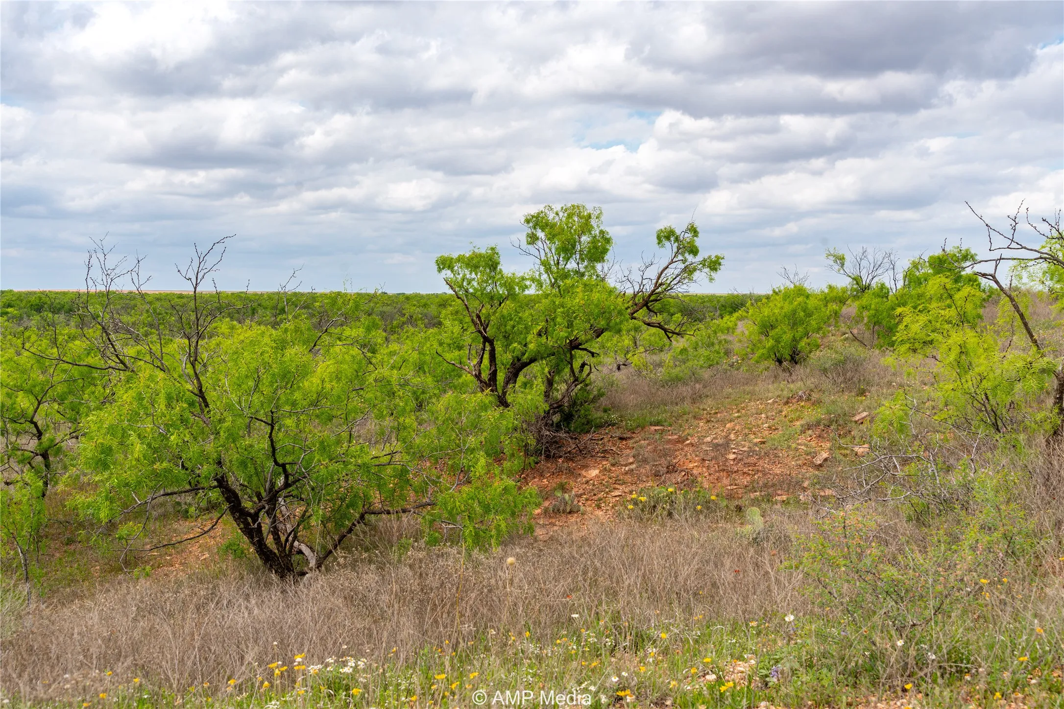 Ranch For Sale in Jones County , TBD CR 195, Anson, Texas 79501, 0, 0, Garage spaces, 0 Sqft, built in 0, Price $520,950, mls#21052209, Real Estate Agent in Anson, Homes For Sale in Jones county, Homes For Sale in Anson, Realtor in Anson Texas, Real Estate Brokerage Independent Realty Texas, Luminita Cordes Realtor