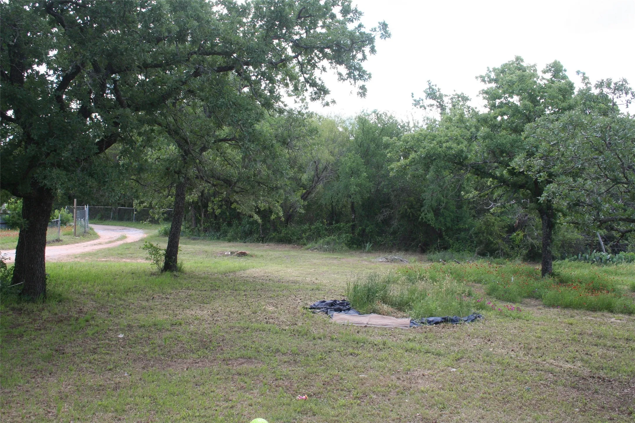 View of green lawn