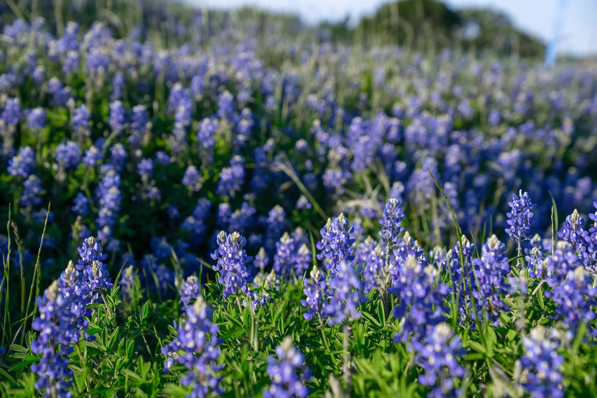 Unimproved Land For Sale in Navarro County , Lot 65 Richland Park, Corsicana, Texas 75109, 0, 0, Garage spaces, 0 Sqft, built in 0, mls#21041069, Real Estate Agent in Corsicana, Homes For Sale in Navarro county, Homes For Sale in Corsicana, Realtor in Corsicana Texas, Real Estate Brokerage Independent Realty Texas, Luminita Cordes Realtor
