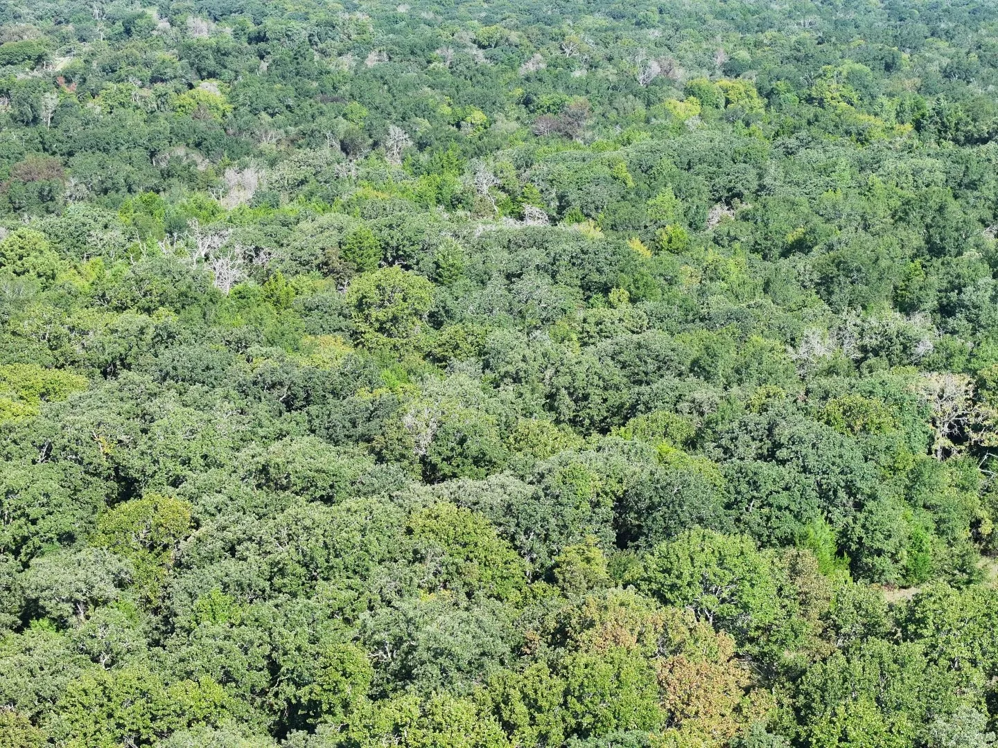 Bird's eye view of a heavily wooded area