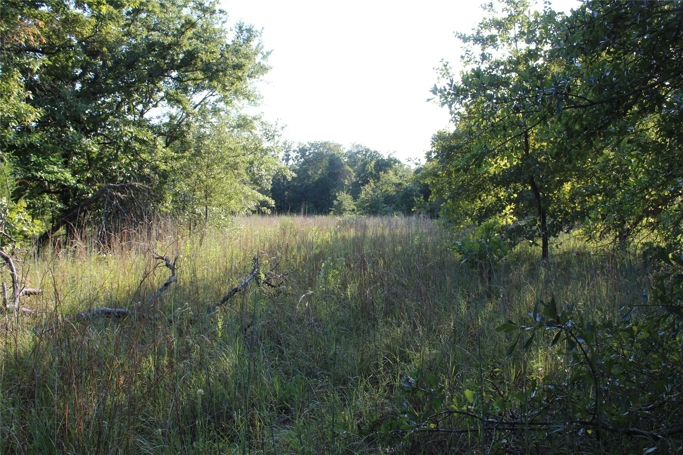 View of wooded area