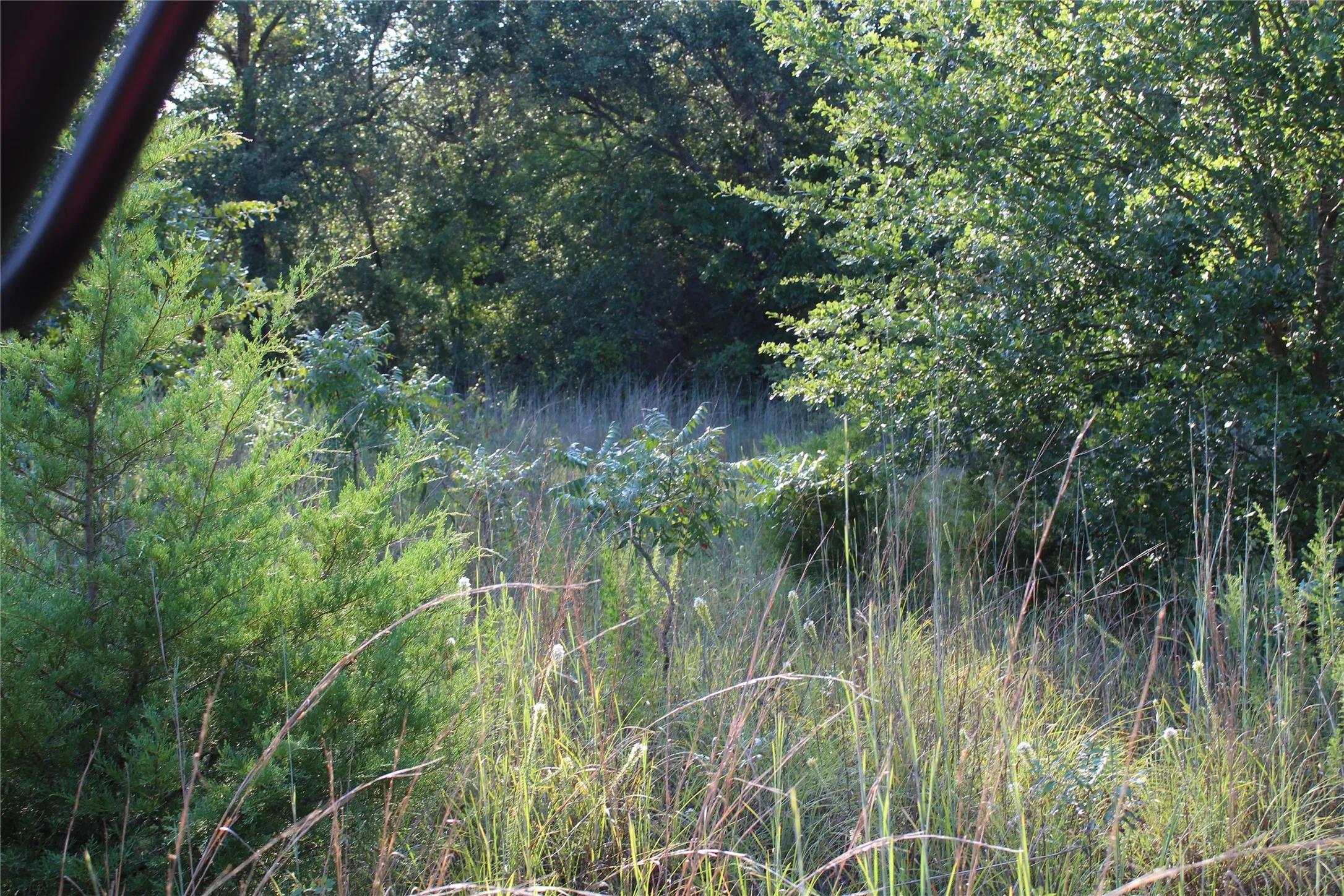 View of wooded area