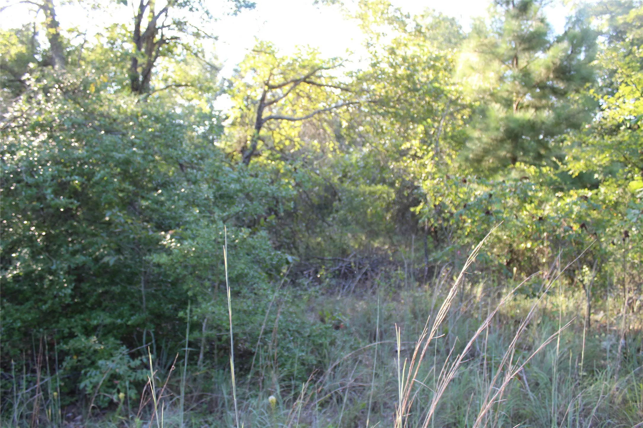 View of local wilderness