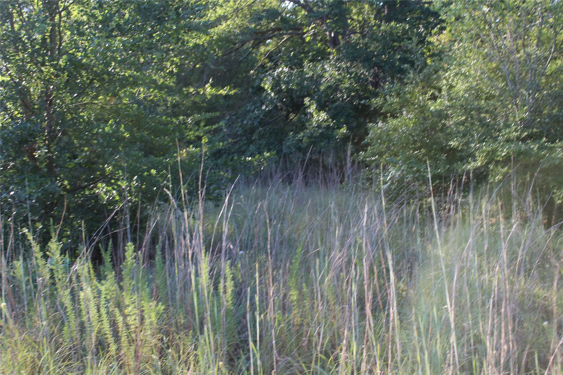 View of local wilderness