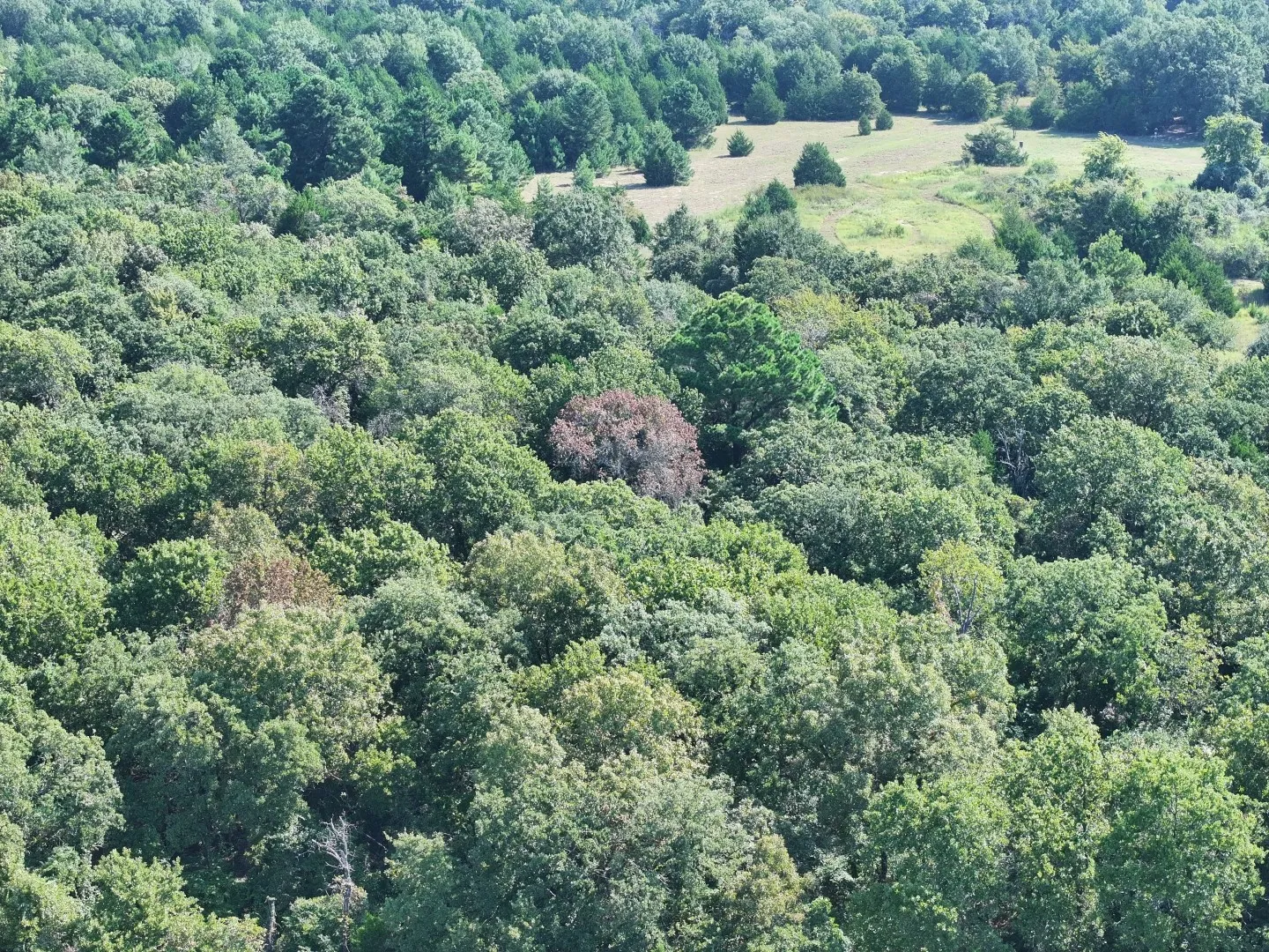 Aerial overview of property's location with a forest