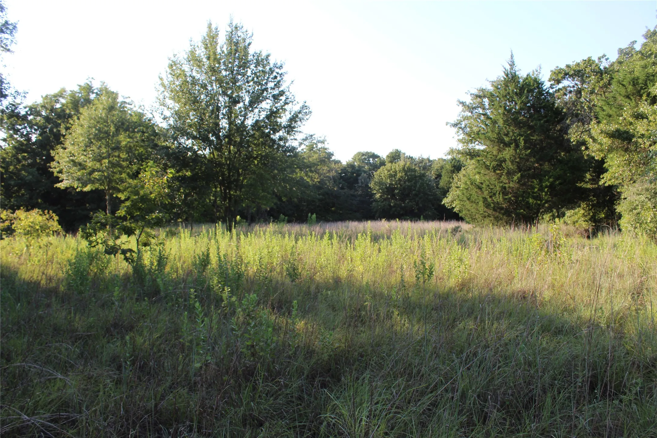 View of woods