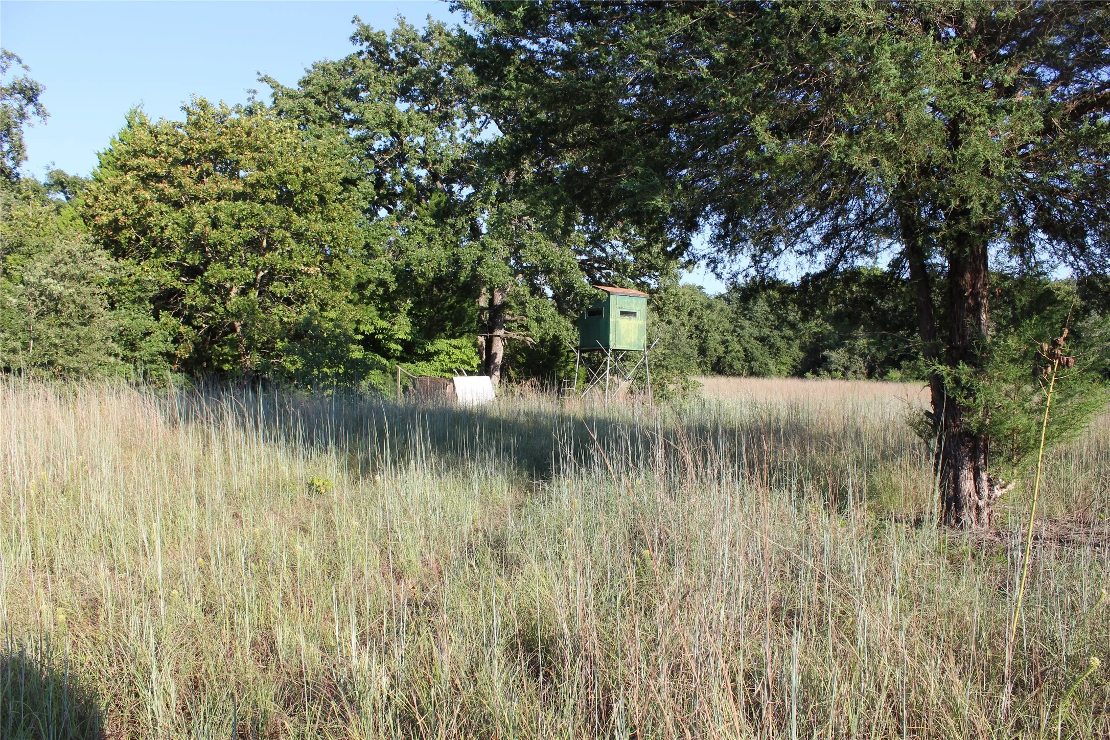 View of woods