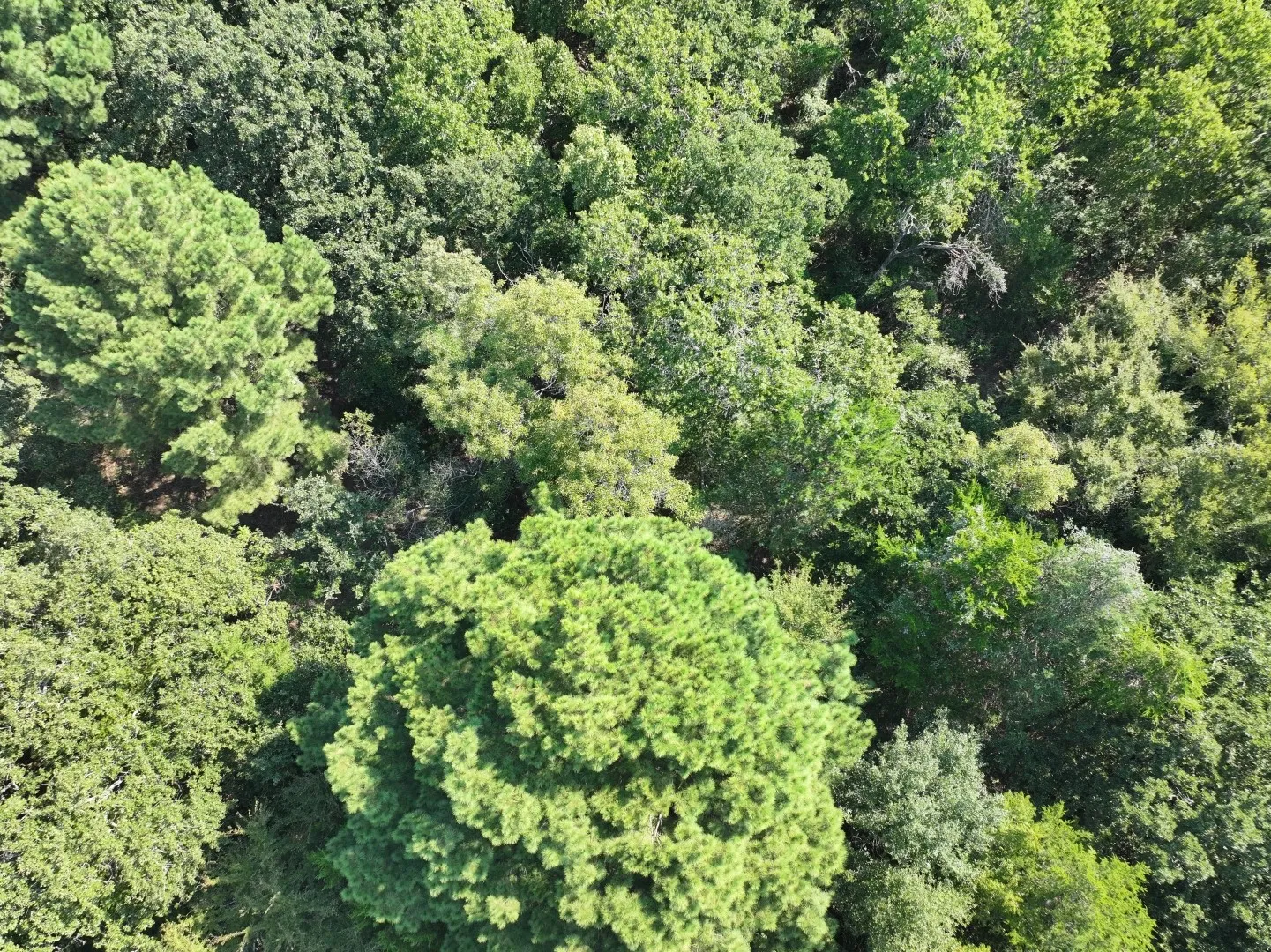 View of property location with a forest