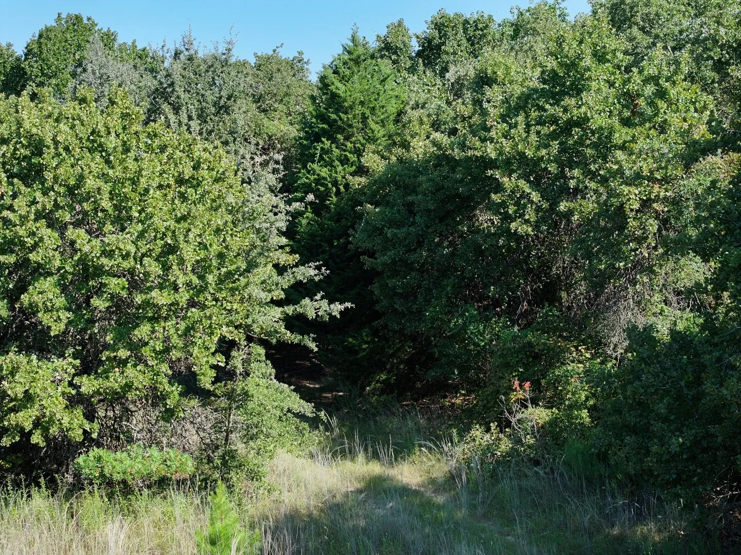View of local wilderness