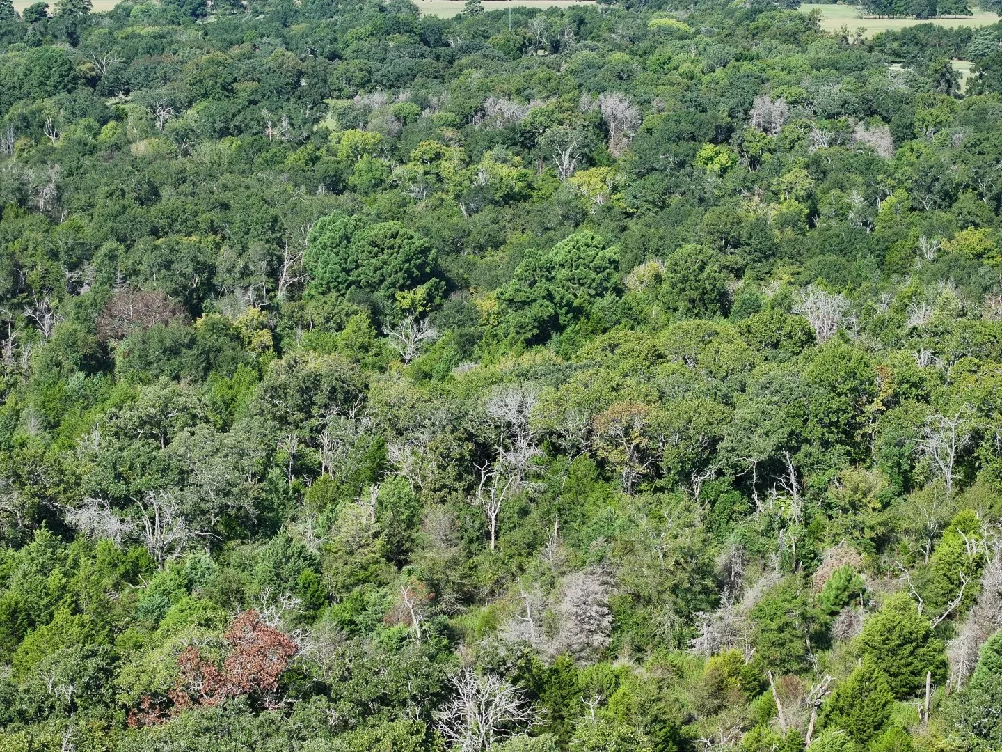 View of property location featuring a forest