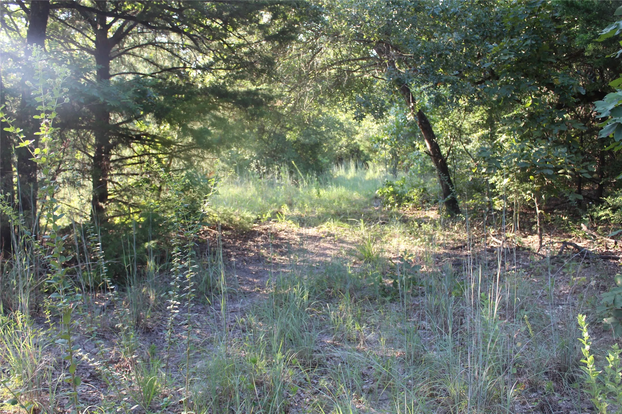View of tree filled area