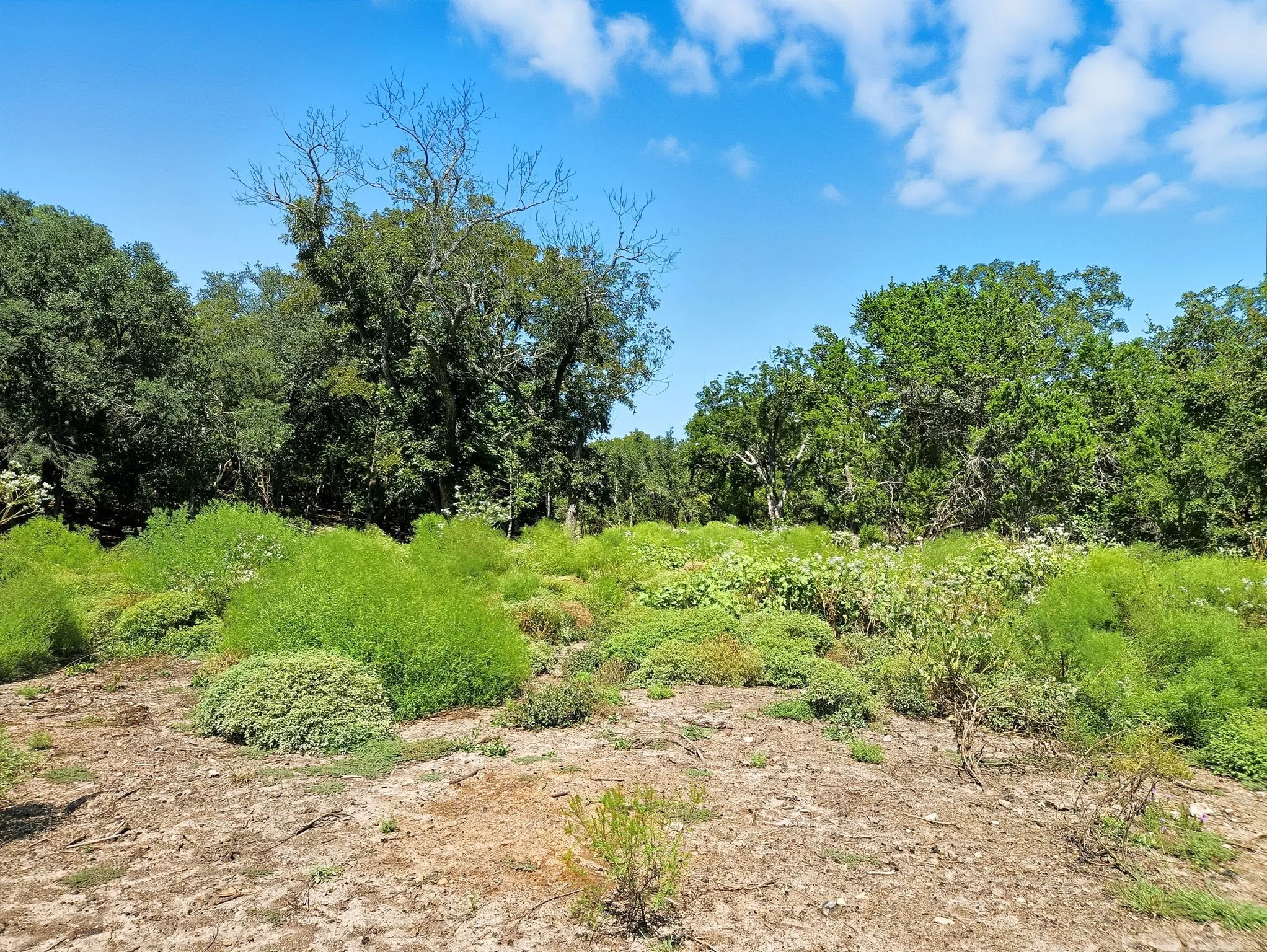 Ranch For Sale in Coryell County , TBD-196.5 acres FM 116 Road, Gatesville, Texas 76528, 0, 0, Garage spaces, 0 Sqft, built in 0, mls#21057769, Real Estate Agent in Gatesville, Homes For Sale in Coryell county, Homes For Sale in Gatesville, Realtor in Gatesville Texas, Real Estate Brokerage Independent Realty Texas, Luminita Cordes Realtor