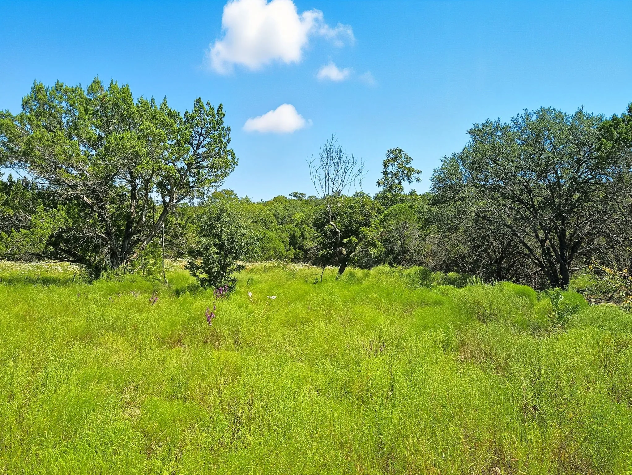 Ranch For Sale in Coryell County , TBD-196.5 acres FM 116 Road, Gatesville, Texas 76528, 0, 0, Garage spaces, 0 Sqft, built in 0, mls#21057769, Real Estate Agent in Gatesville, Homes For Sale in Coryell county, Homes For Sale in Gatesville, Realtor in Gatesville Texas, Real Estate Brokerage Independent Realty Texas, Luminita Cordes Realtor