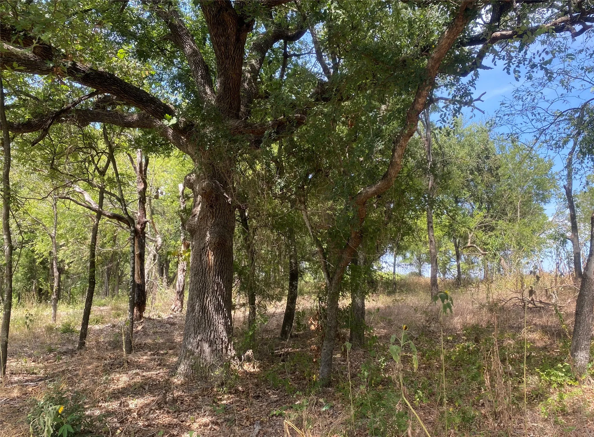 Unimproved Land For Sale in Johnson County , 3635 Cr 401, Alvarado, Texas 76009, 0, 0, Garage spaces, 0 Sqft, built in 0, mls#21057828, Real Estate Agent in Alvarado, Homes For Sale in Johnson county, Homes For Sale in Alvarado, Realtor in Alvarado Texas, Real Estate Brokerage Independent Realty Texas, Luminita Cordes Realtor