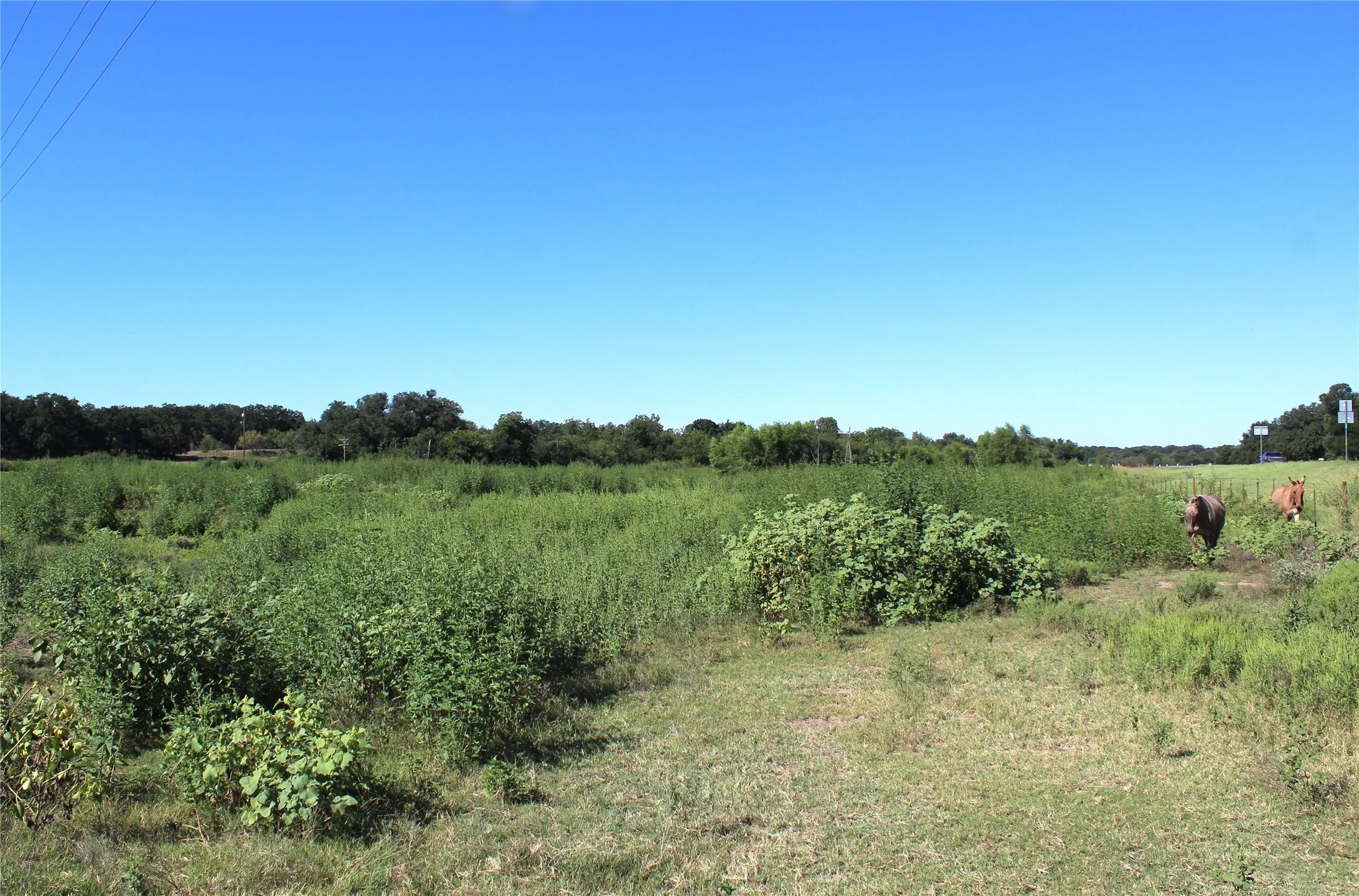 Unimproved Land For Sale in Comanche County , 165 County Road 315, Comanche, Texas 76442, 0, 0, Garage spaces, 0 Sqft, built in 0, mls#21058567, Real Estate Agent in Comanche, Homes For Sale in Comanche county, Homes For Sale in Comanche, Realtor in Comanche Texas, Real Estate Brokerage Independent Realty Texas, Luminita Cordes Realtor