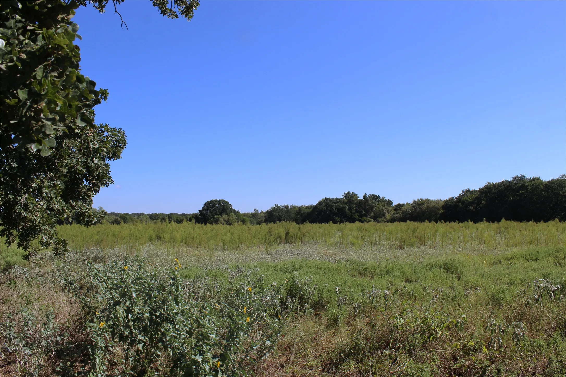 Unimproved Land For Sale in Comanche County , 165 County Road 315, Comanche, Texas 76442, 0, 0, Garage spaces, 0 Sqft, built in 0, mls#21058567, Real Estate Agent in Comanche, Homes For Sale in Comanche county, Homes For Sale in Comanche, Realtor in Comanche Texas, Real Estate Brokerage Independent Realty Texas, Luminita Cordes Realtor