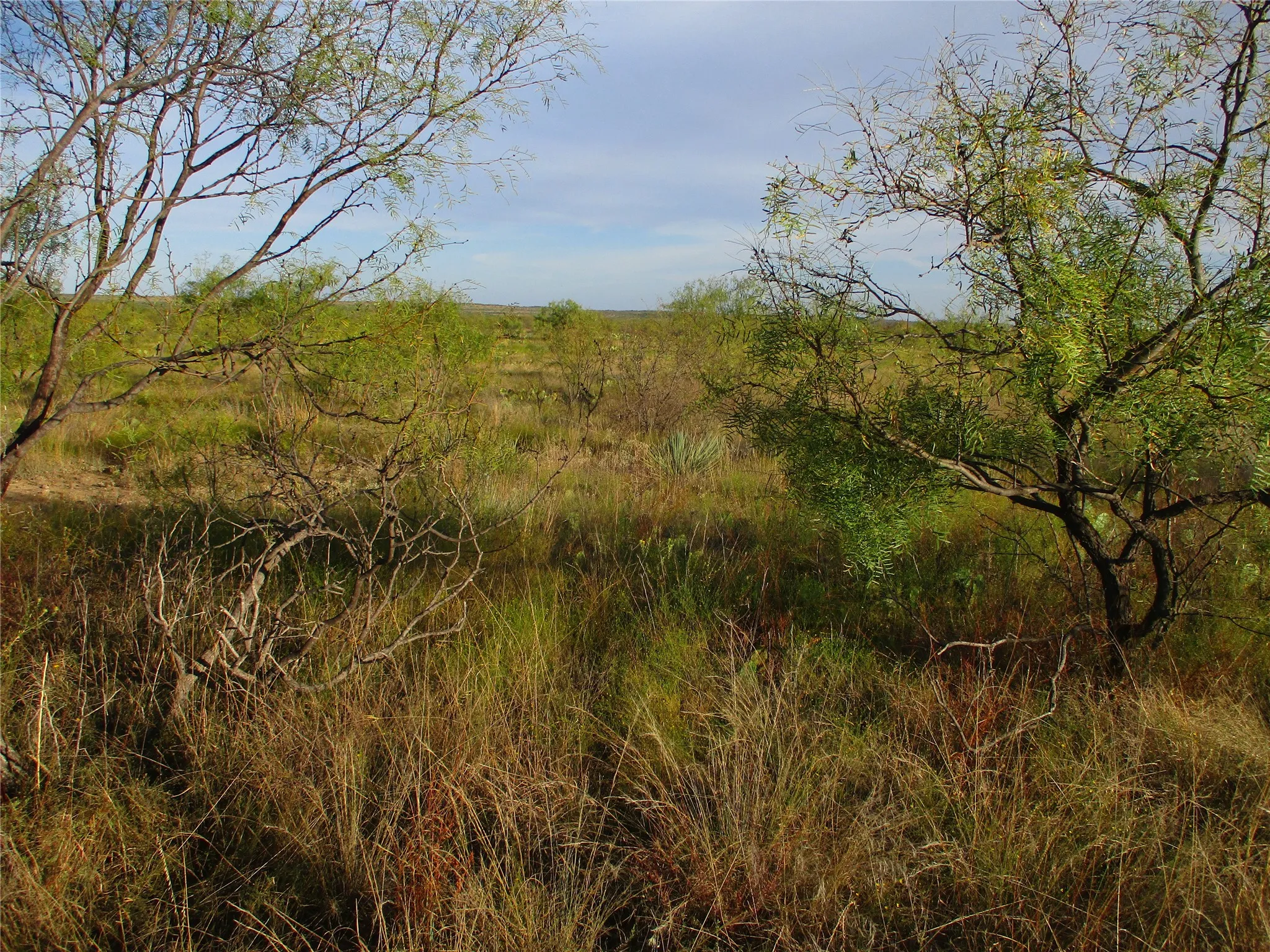 View of undeveloped land