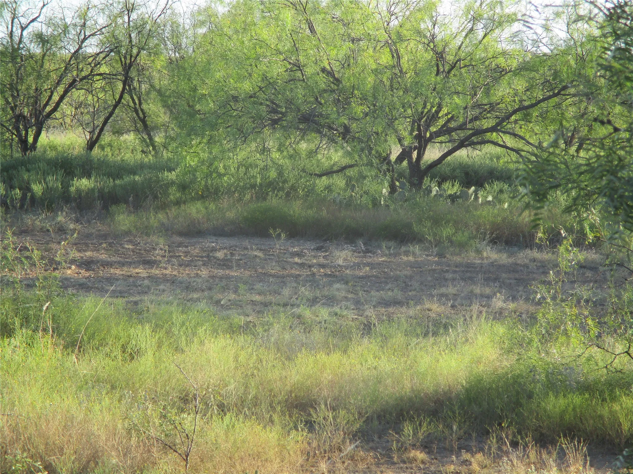 View of local wilderness