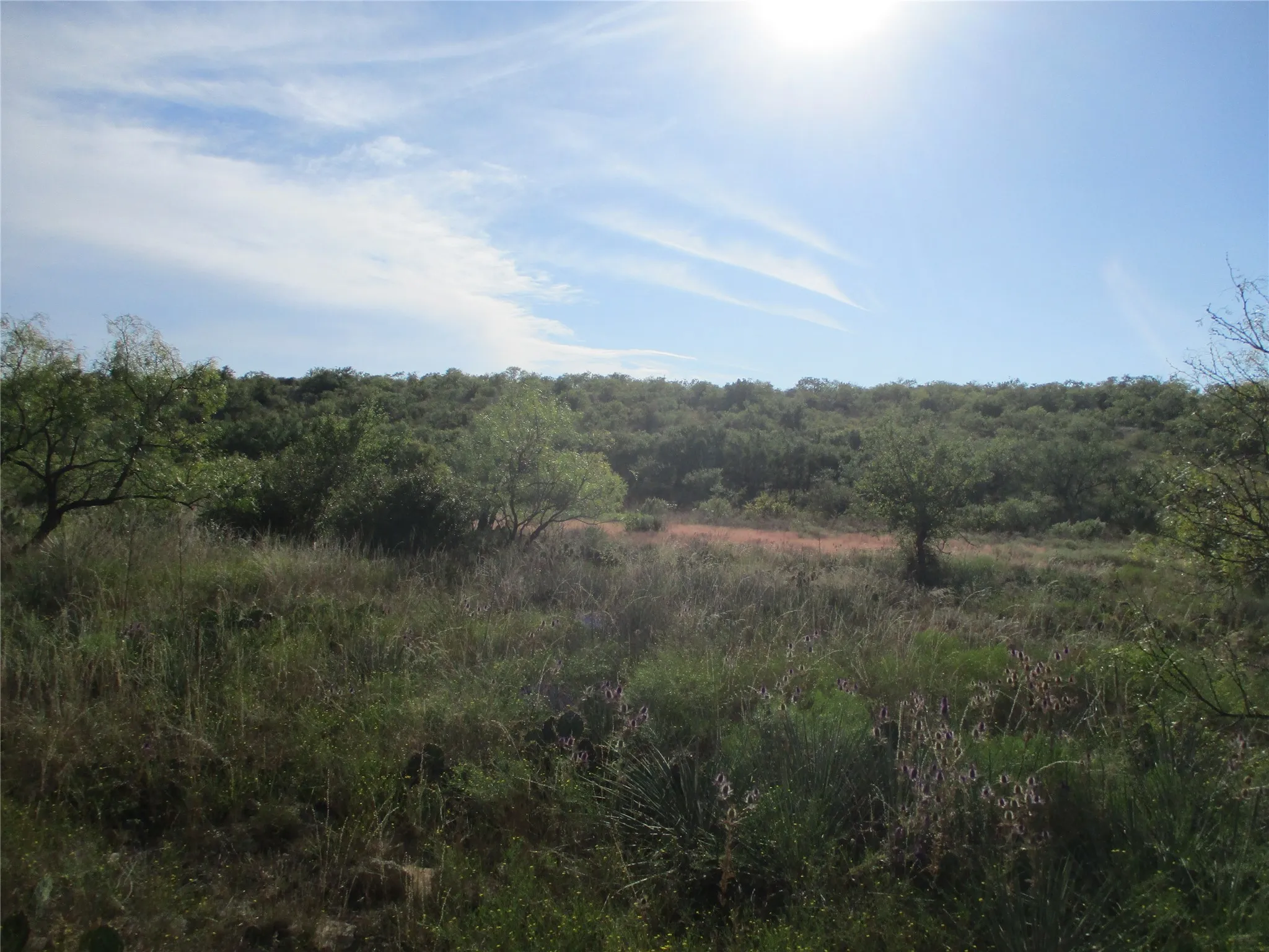 View of wooded area