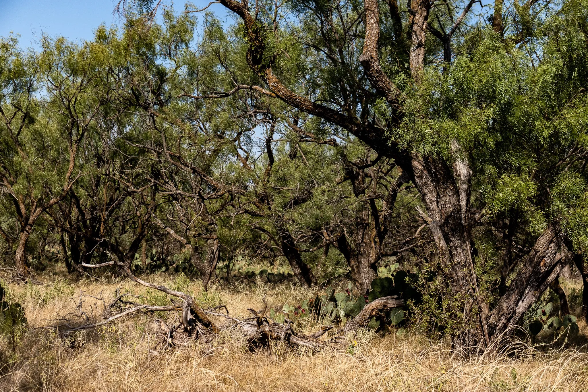 View of wooded area