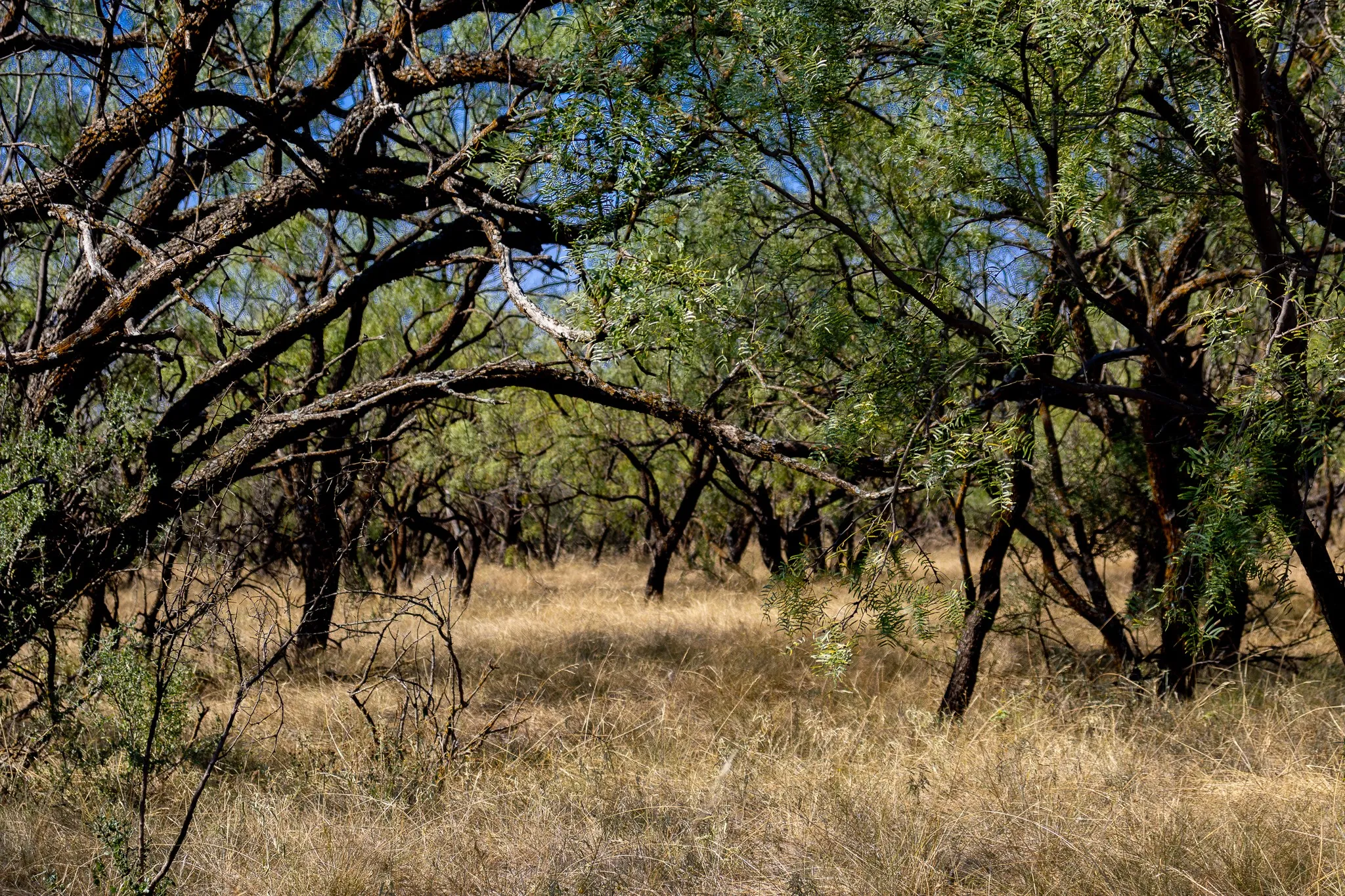 View of wooded area