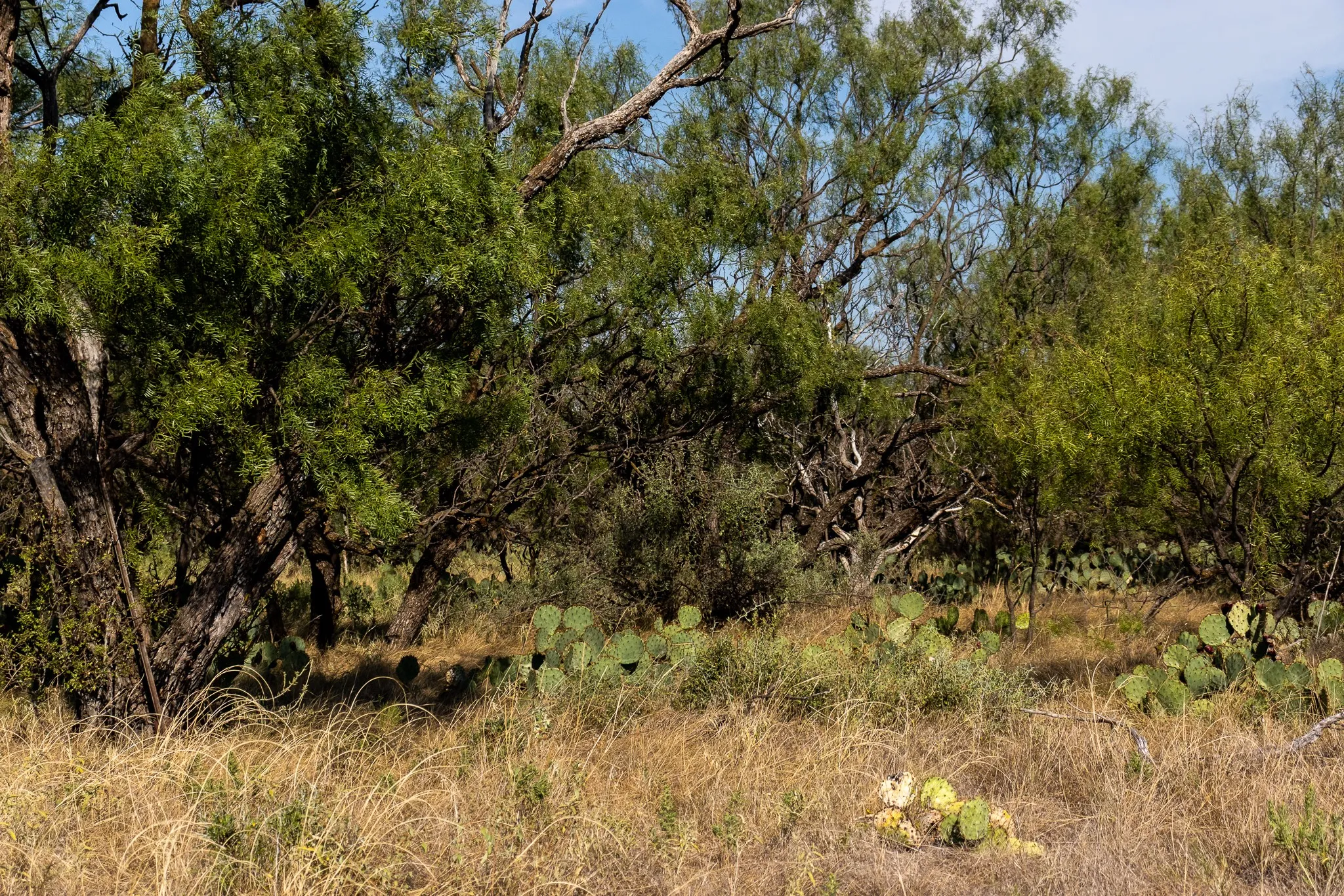 View of wooded area