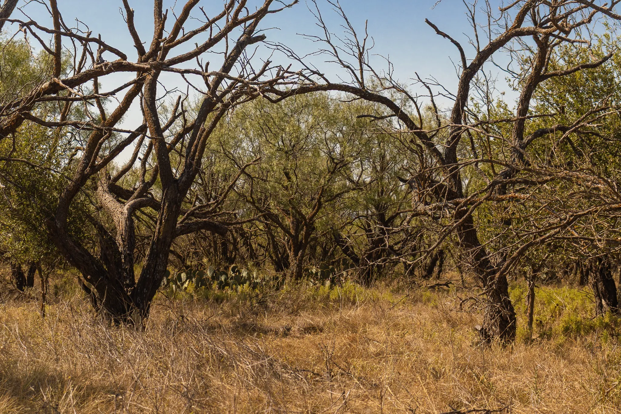 View of undeveloped land